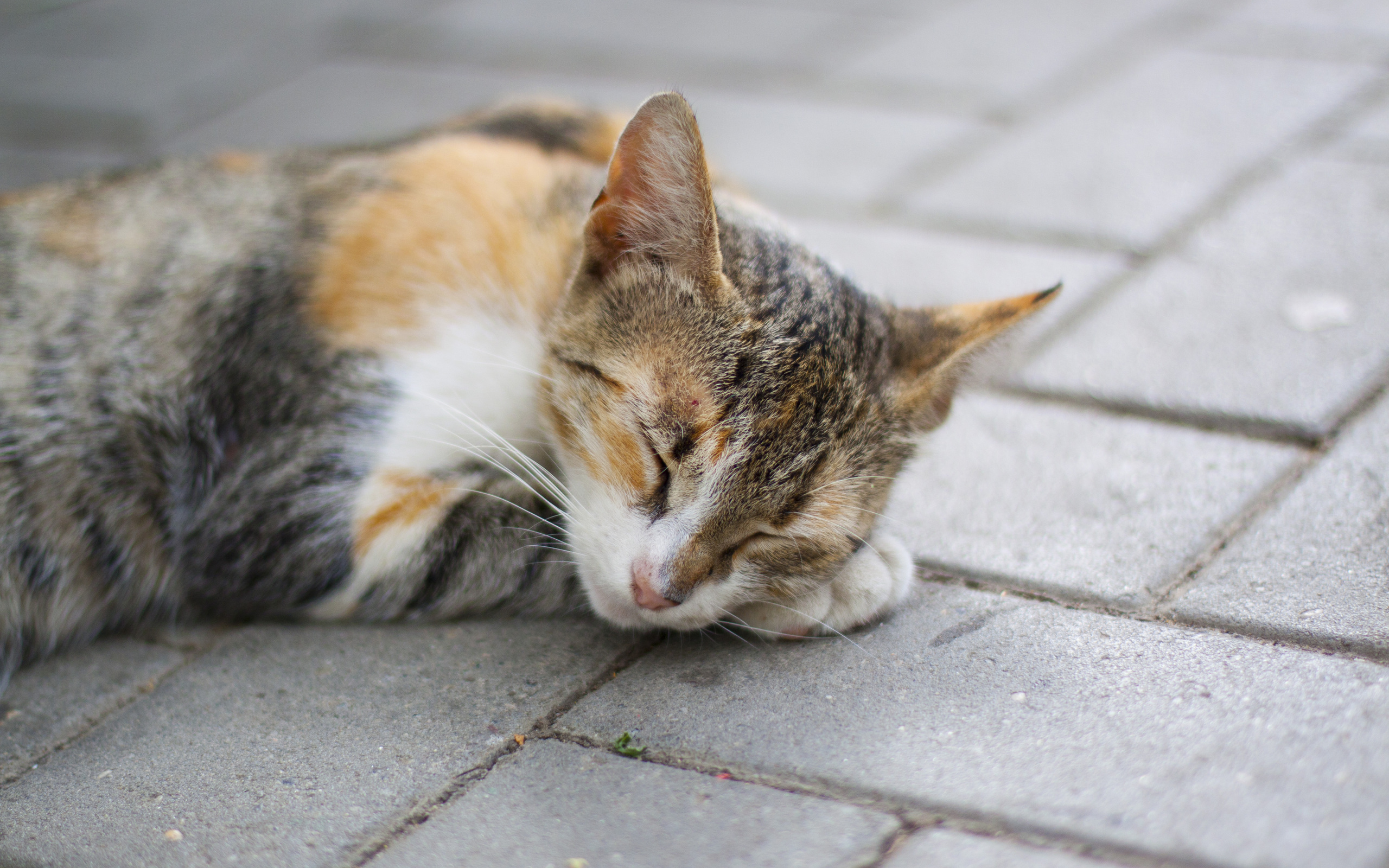 Descarga gratuita de fondo de pantalla para móvil de Gato, Gatos, Animales.