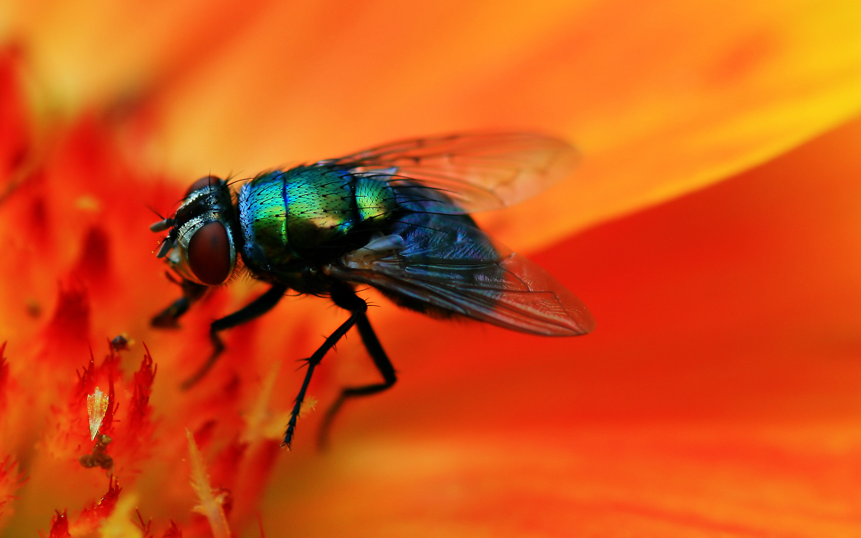 1078277 descargar fondo de pantalla animales, mosca, moscarda: protectores de pantalla e imágenes gratis