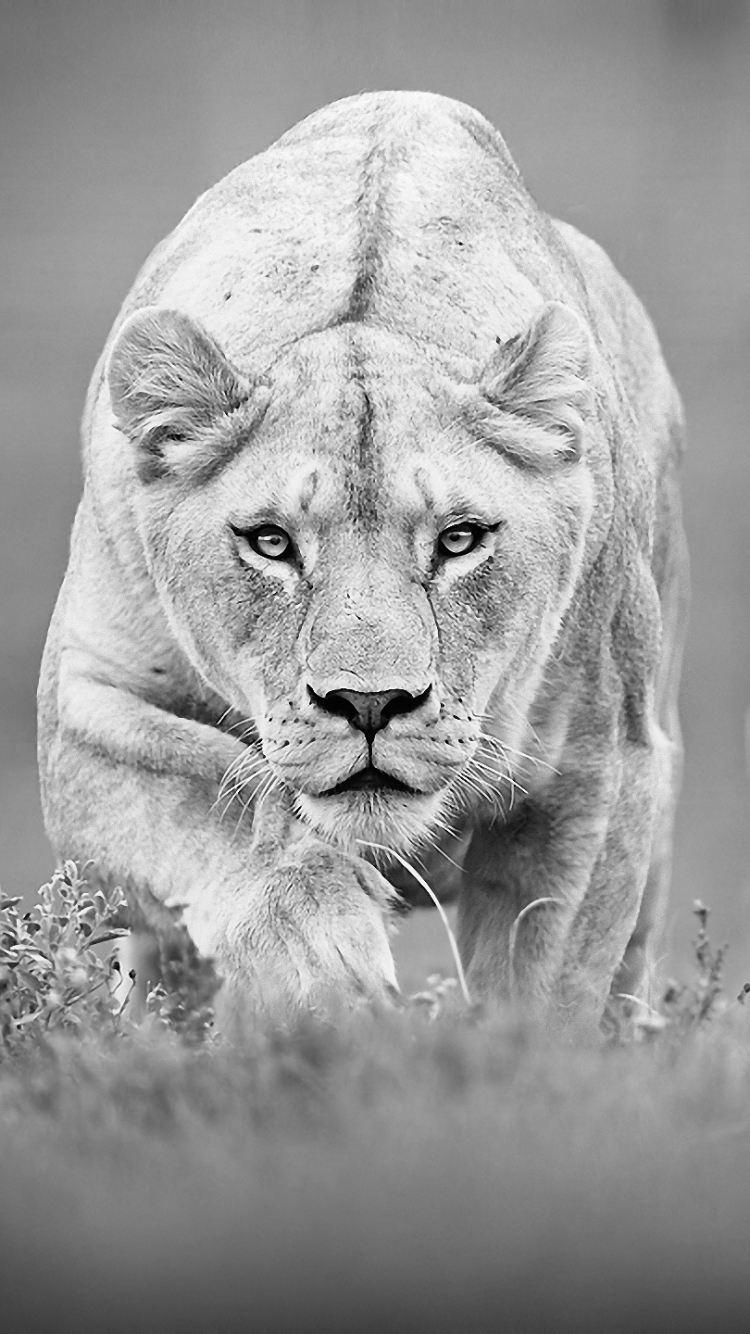 Download mobile wallpaper Cats, Lion, Animal for free.