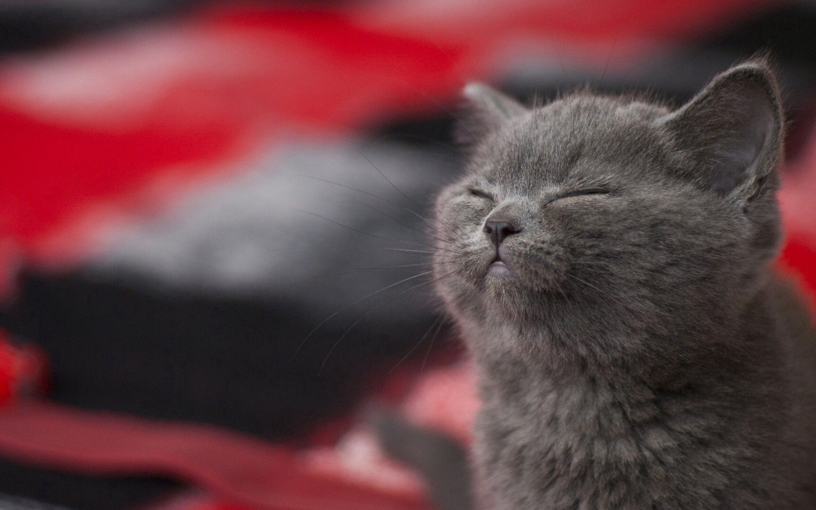 99636壁紙のダウンロード動物, グレー, キティ, 子猫, 灰色, 眠っている, 眠る-スクリーンセーバーと写真を無料で