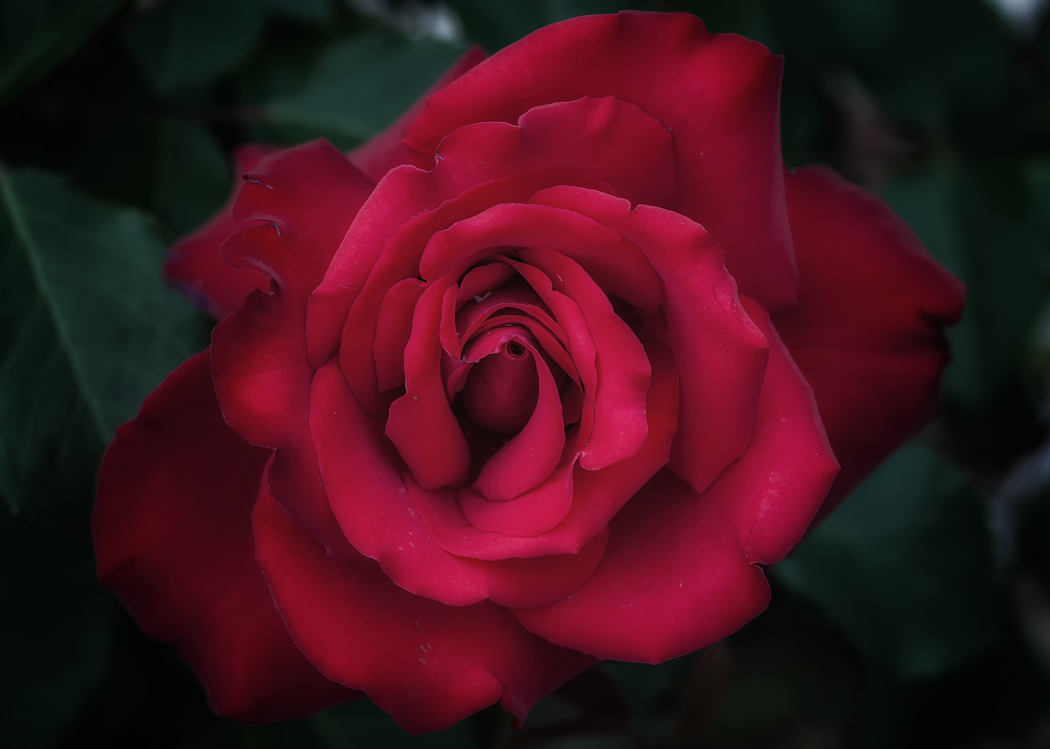 Baixar papel de parede para celular de Flores, Rosa, Flor, Rosa Vermelha, Flor Vermelha, Terra/natureza gratuito.