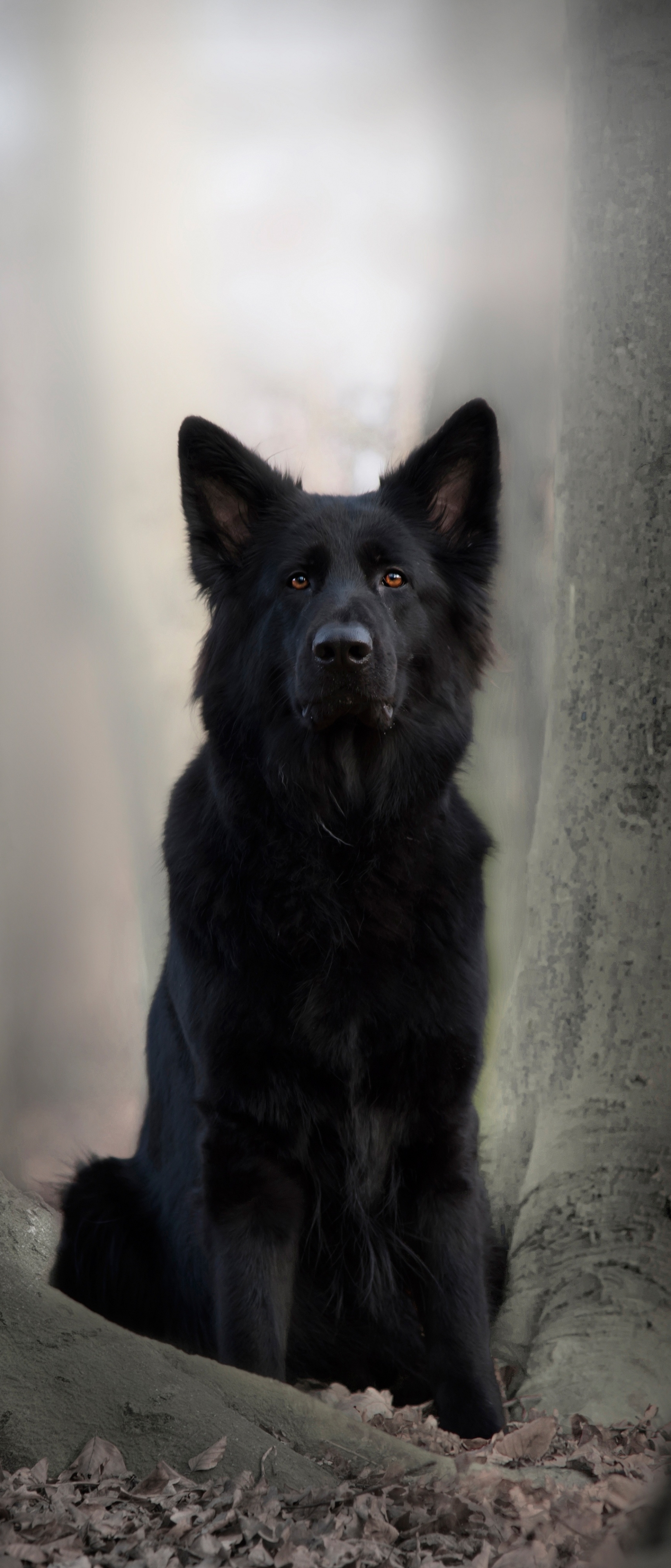 Téléchargez gratuitement l'image Animaux, Chiens, Chien, Berger Allemand sur le bureau de votre PC