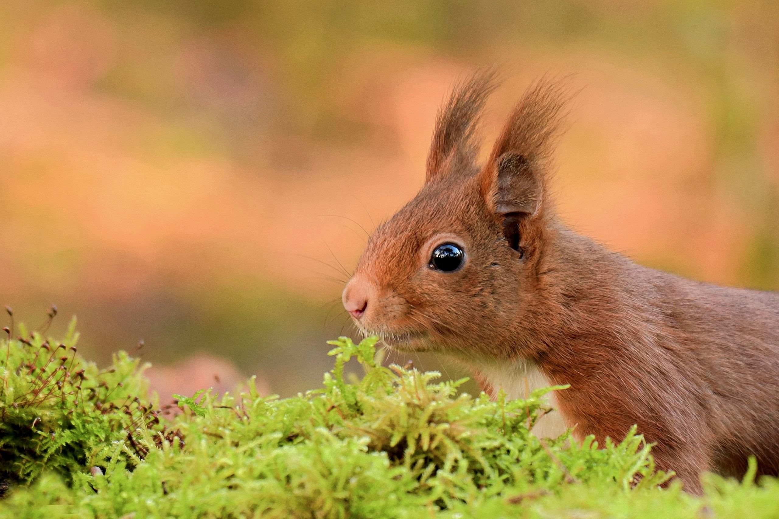 Handy-Wallpaper Tiere, Eichhörnchen, Moos, Nagetier kostenlos herunterladen.