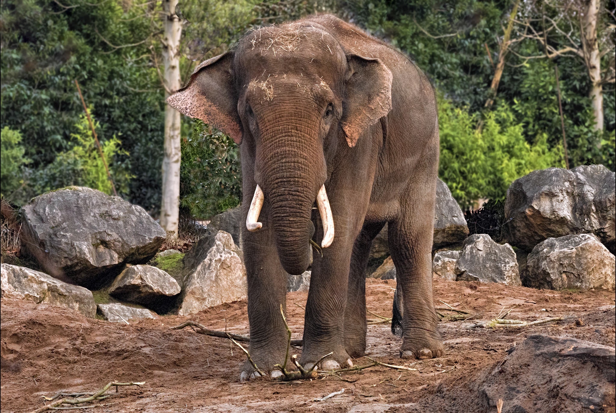 Скачать обои бесплатно Животные, Слоны, Азиатский Слон картинка на рабочий стол ПК