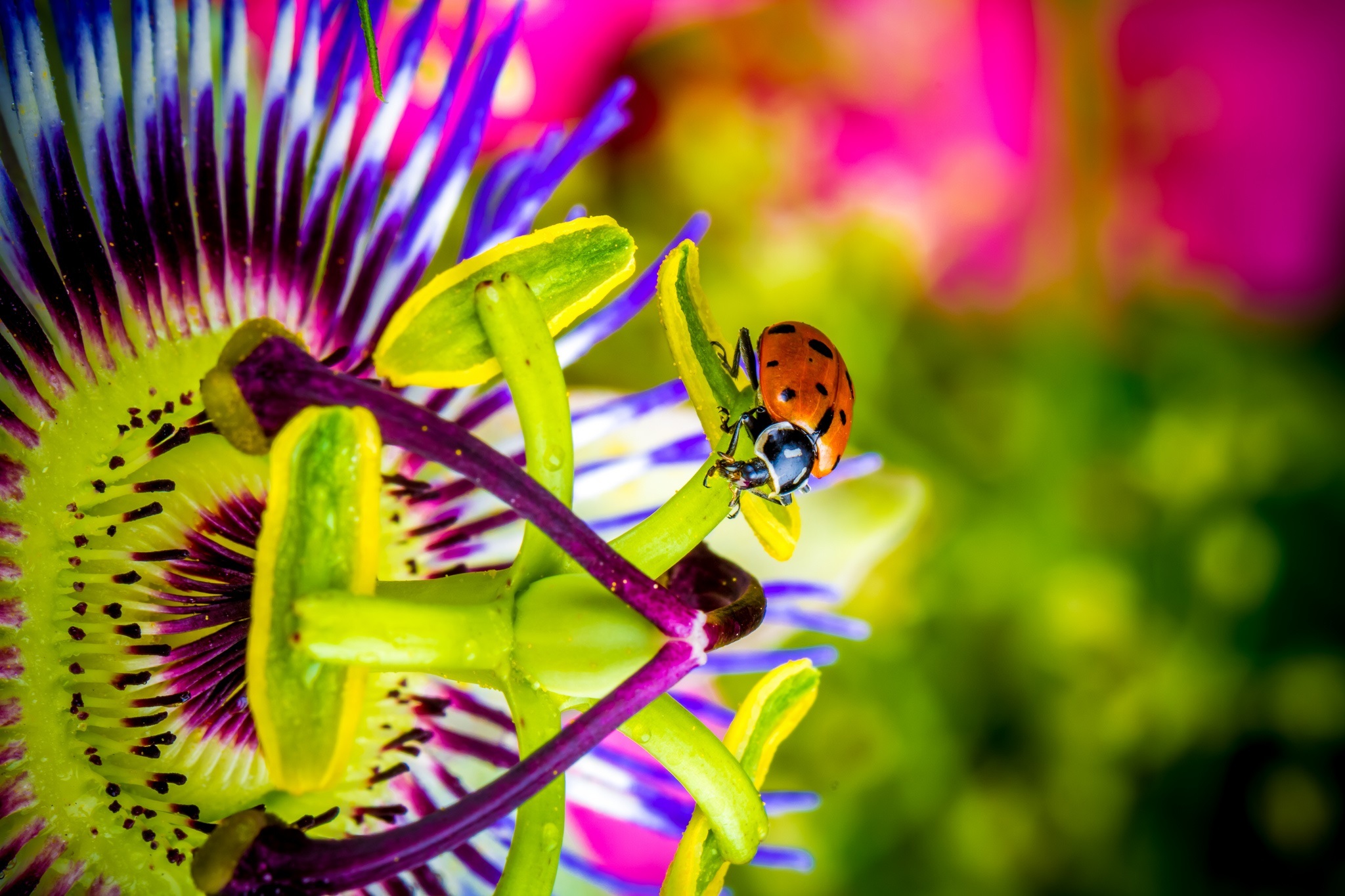 animal, ladybug, blur, flower, insect, macro, passion flower