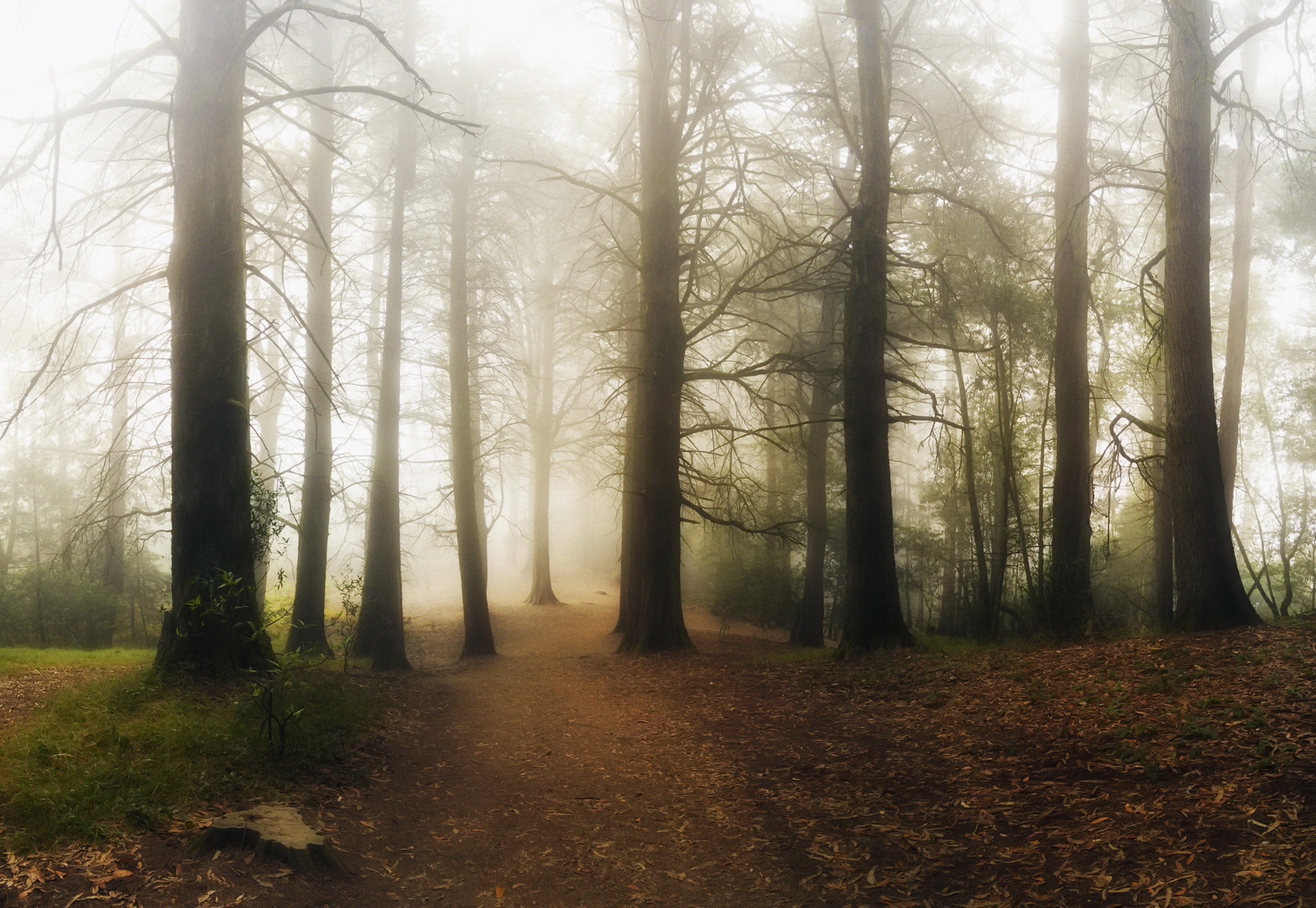 Download mobile wallpaper Nature, Forest, Tree, Fog, Earth, Path for free.