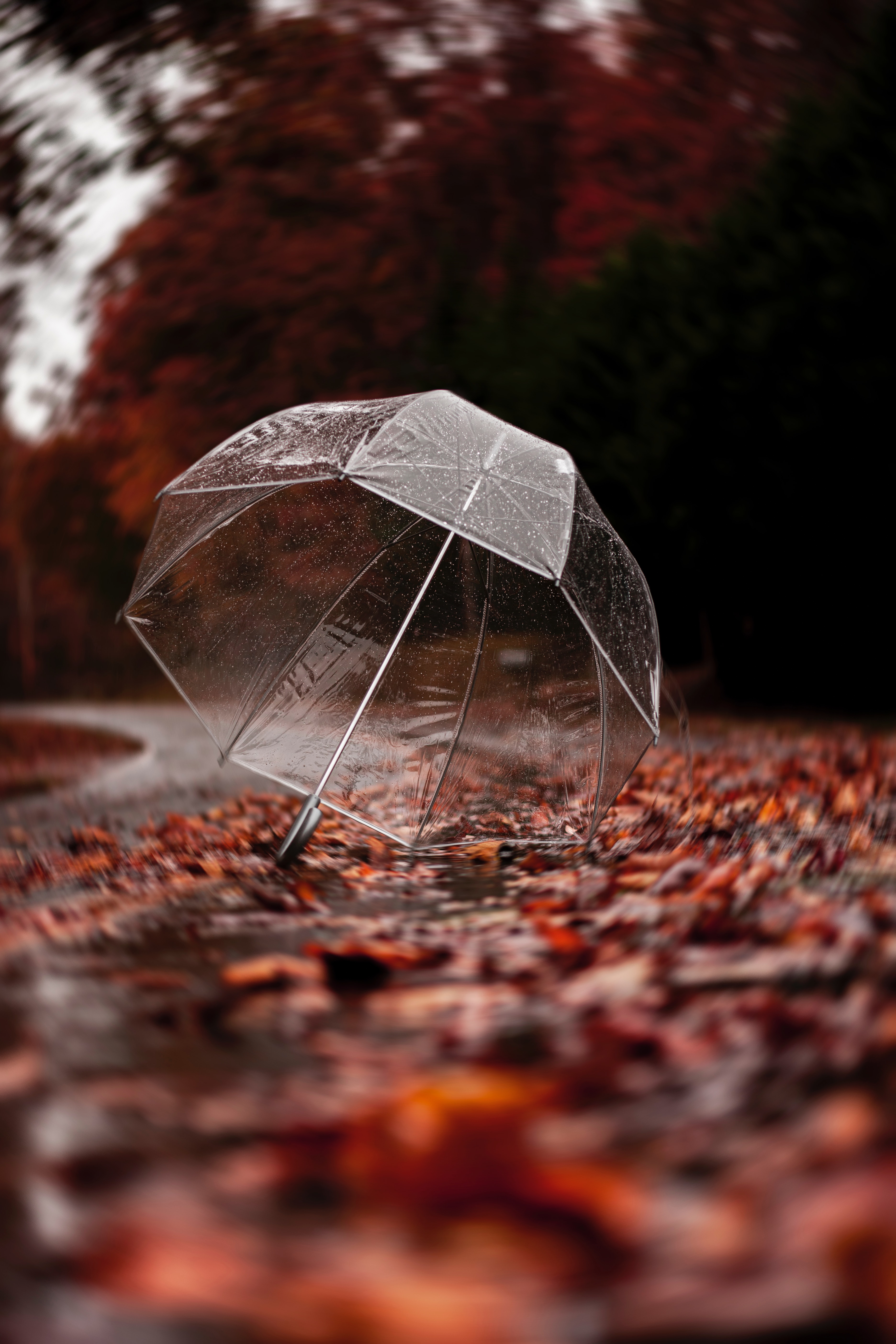 58270 скачать картинку зонт, осень, дождь, разное, листва - обои и заставки бесплатно