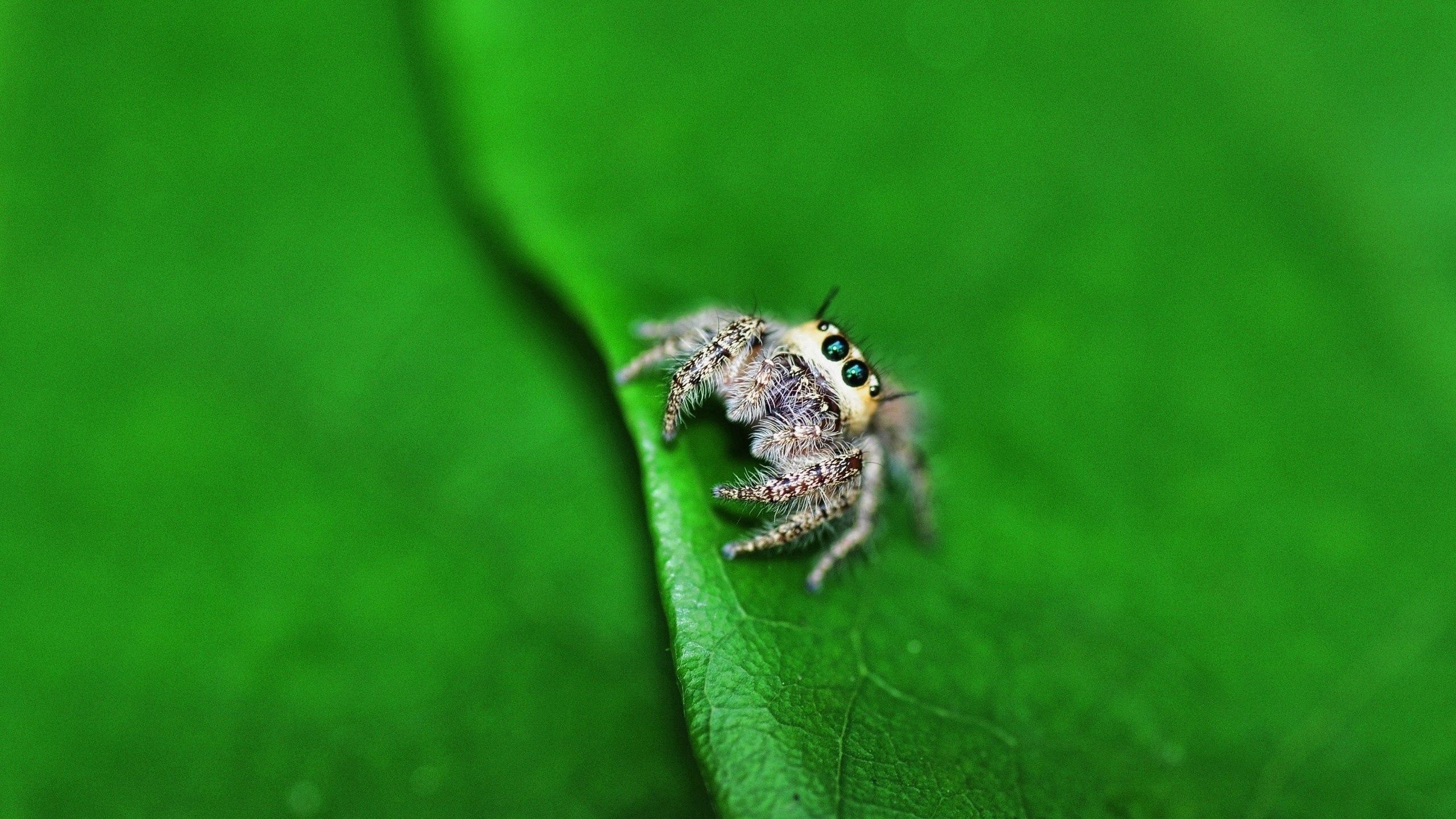 shine, eyes, macro, light, surface, sheet, leaf, spider Full HD
