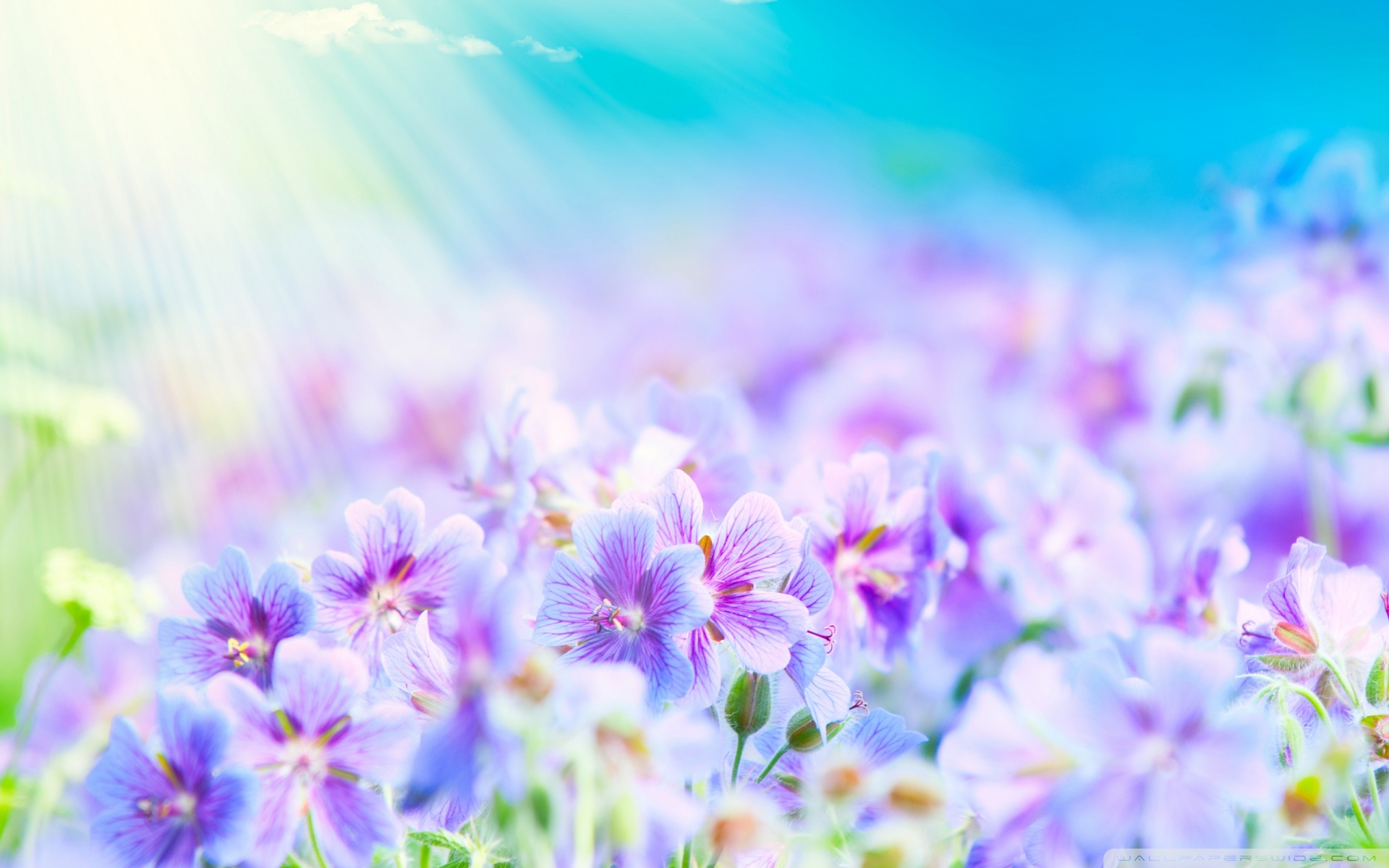 Free download wallpaper Flower, Earth on your PC desktop