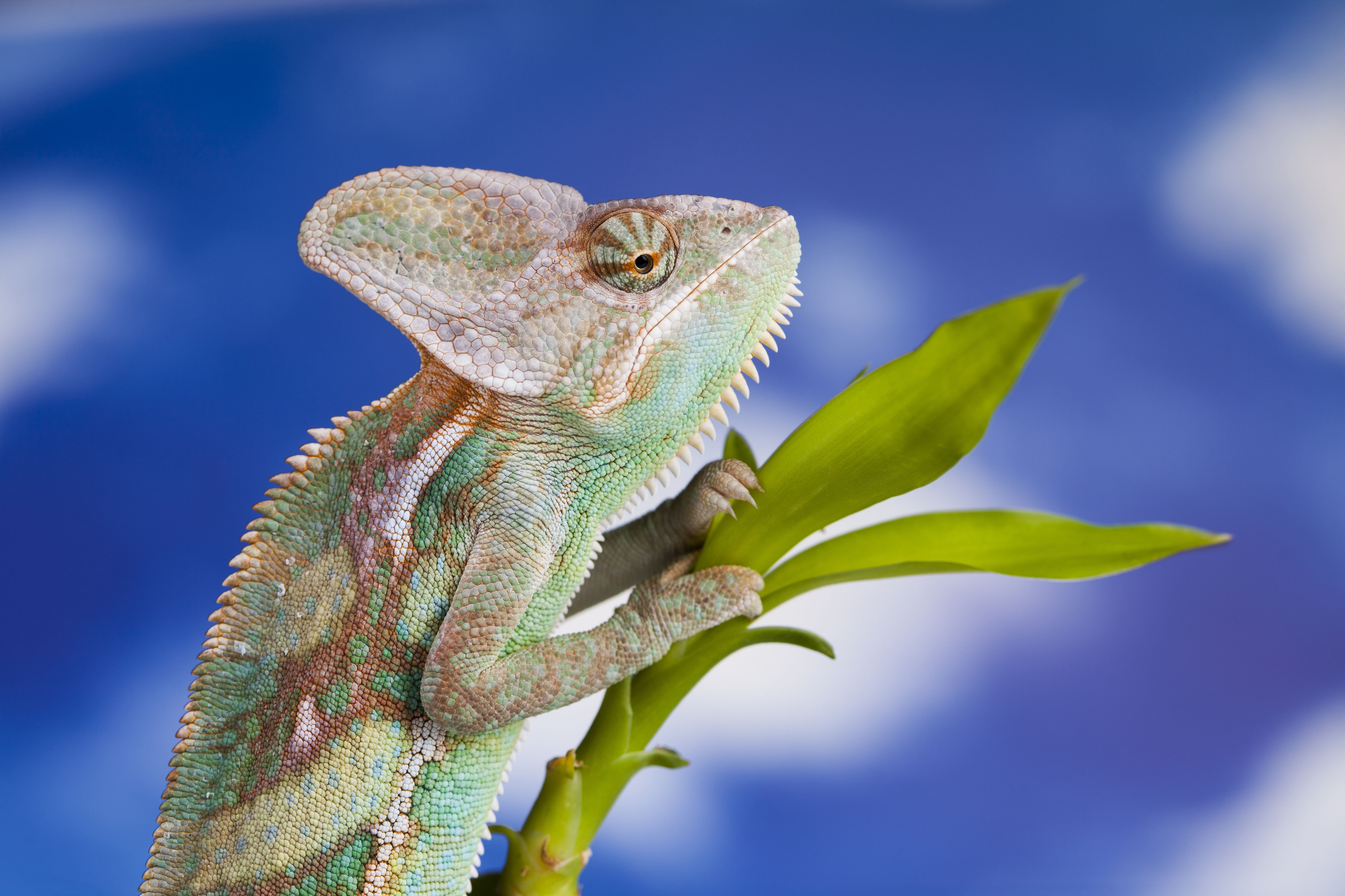 Laden Sie das Tiere, Eidechse, Reptil, Reptilien, Camelion-Bild kostenlos auf Ihren PC-Desktop herunter