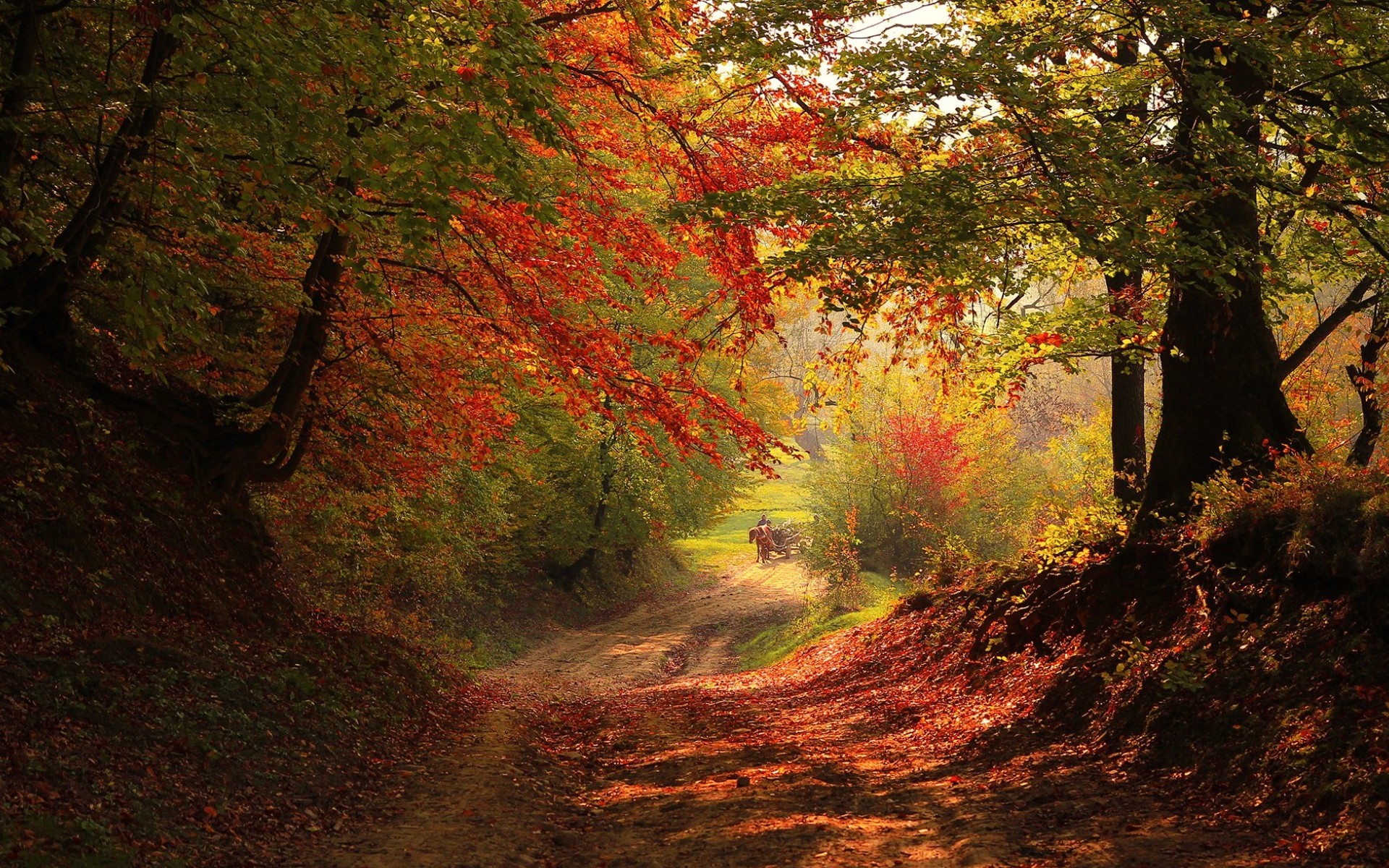 Téléchargez des papiers peints mobile Automne, Terre/nature gratuitement.