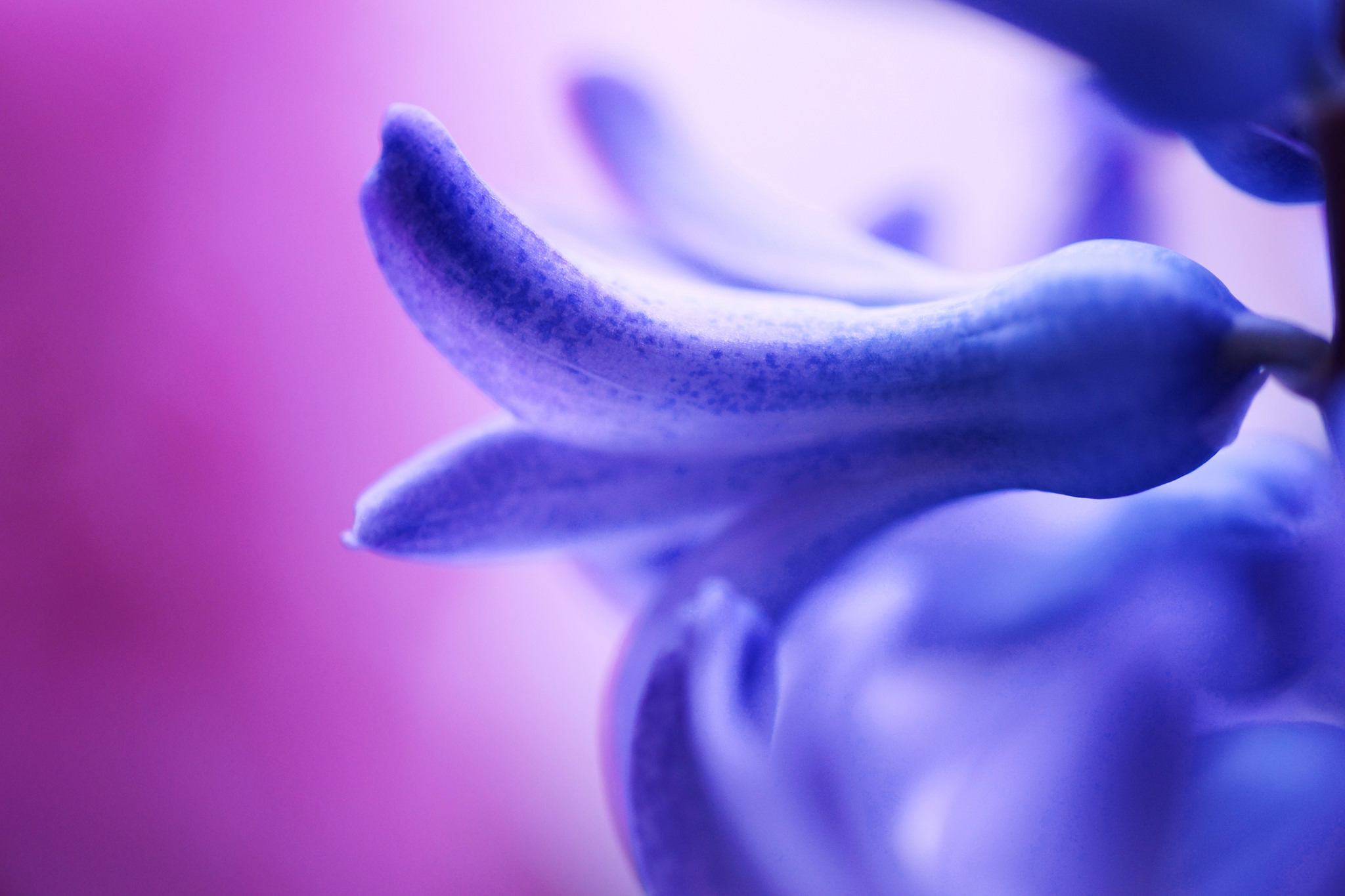 Download mobile wallpaper Nature, Flowers, Hyacinth, Flower, Macro, Earth, Blue Flower for free.