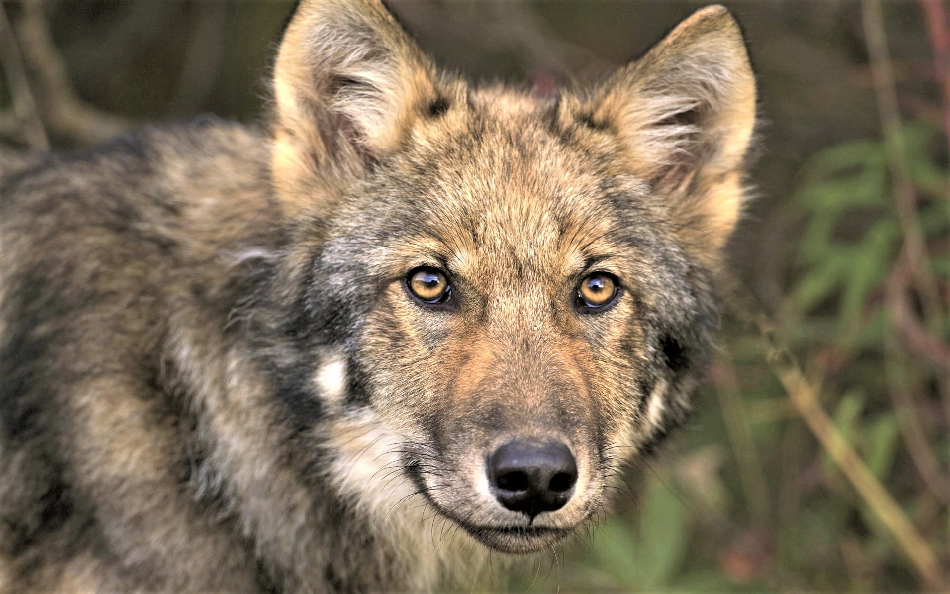 PCデスクトップに動物, オオカミ, 狼, 顔画像を無料でダウンロード