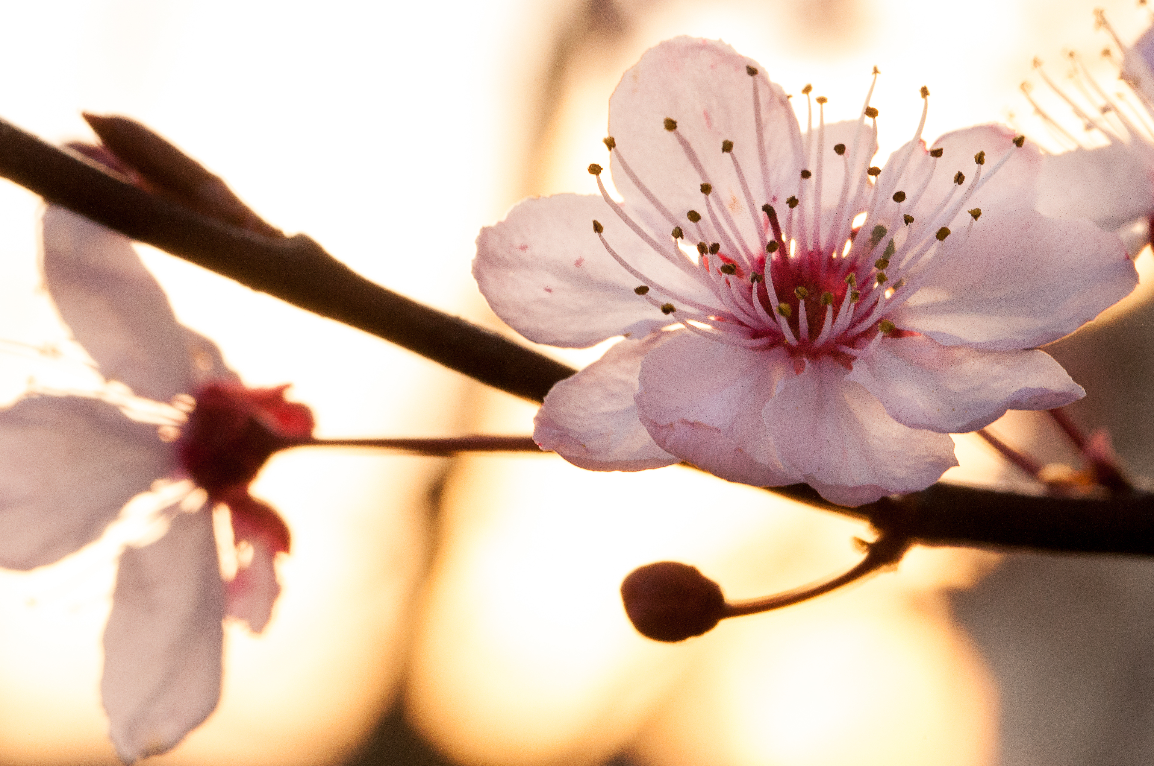 Laden Sie das Blumen, Frühling, Blüte, Erde/natur-Bild kostenlos auf Ihren PC-Desktop herunter