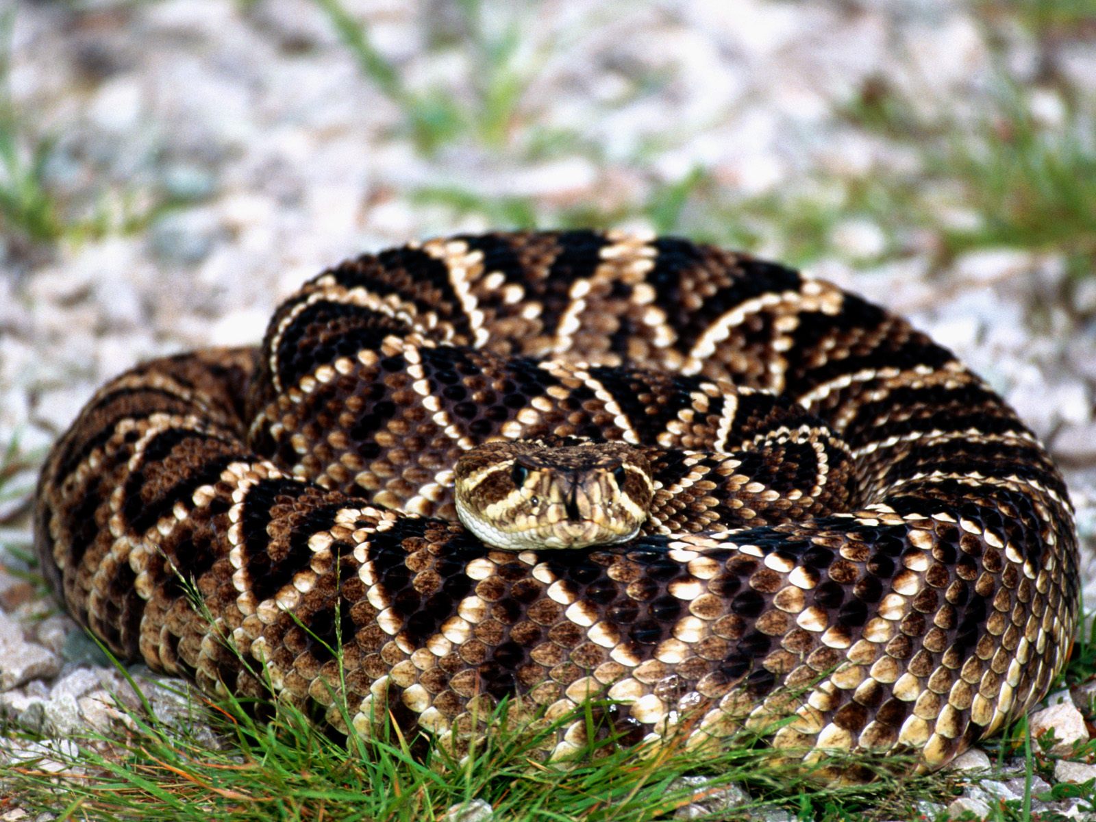 Descarga gratuita de fondo de pantalla para móvil de Serpiente, Reptiles, Animales.