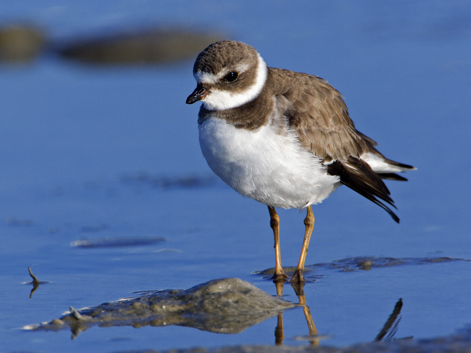 Baixe gratuitamente a imagem Pássaro, Aves, Animais na área de trabalho do seu PC