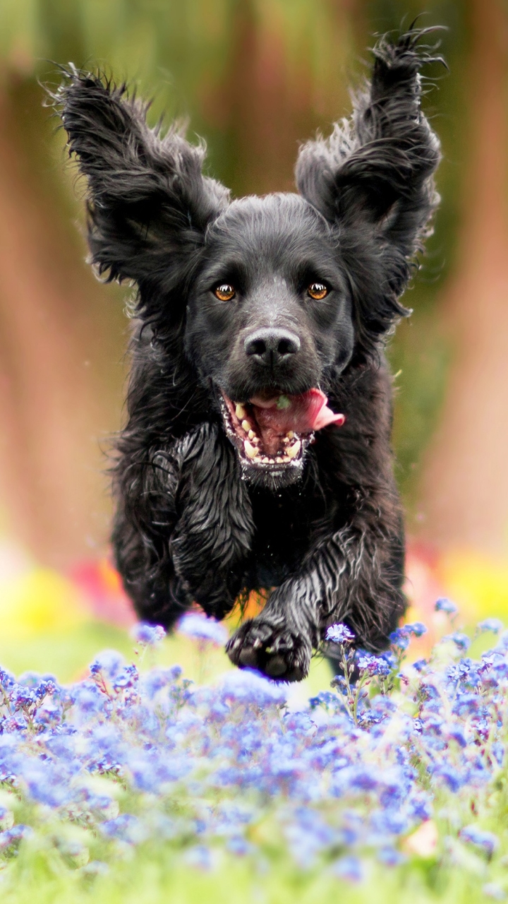 Download mobile wallpaper Dogs, Spaniel, Flower, Dog, Animal for free.