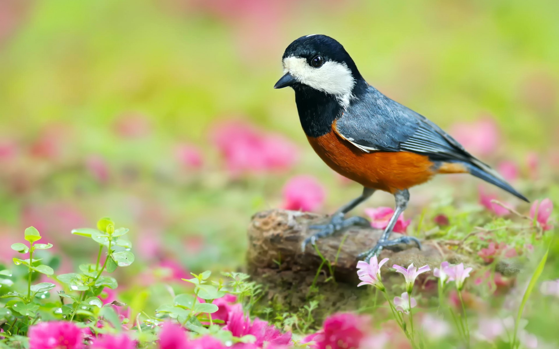 Free download wallpaper Bird, Birds, Animal on your PC desktop