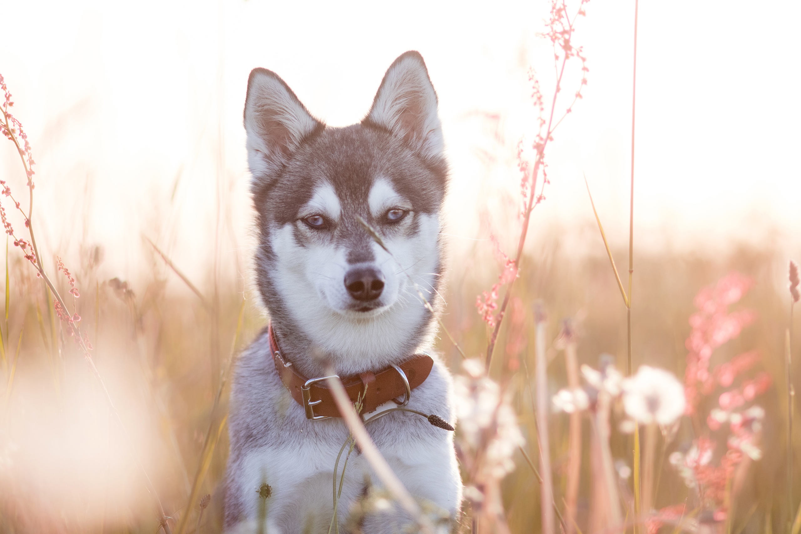 Baixar papel de parede para celular de Animais, Cães, Cão, Husky gratuito.