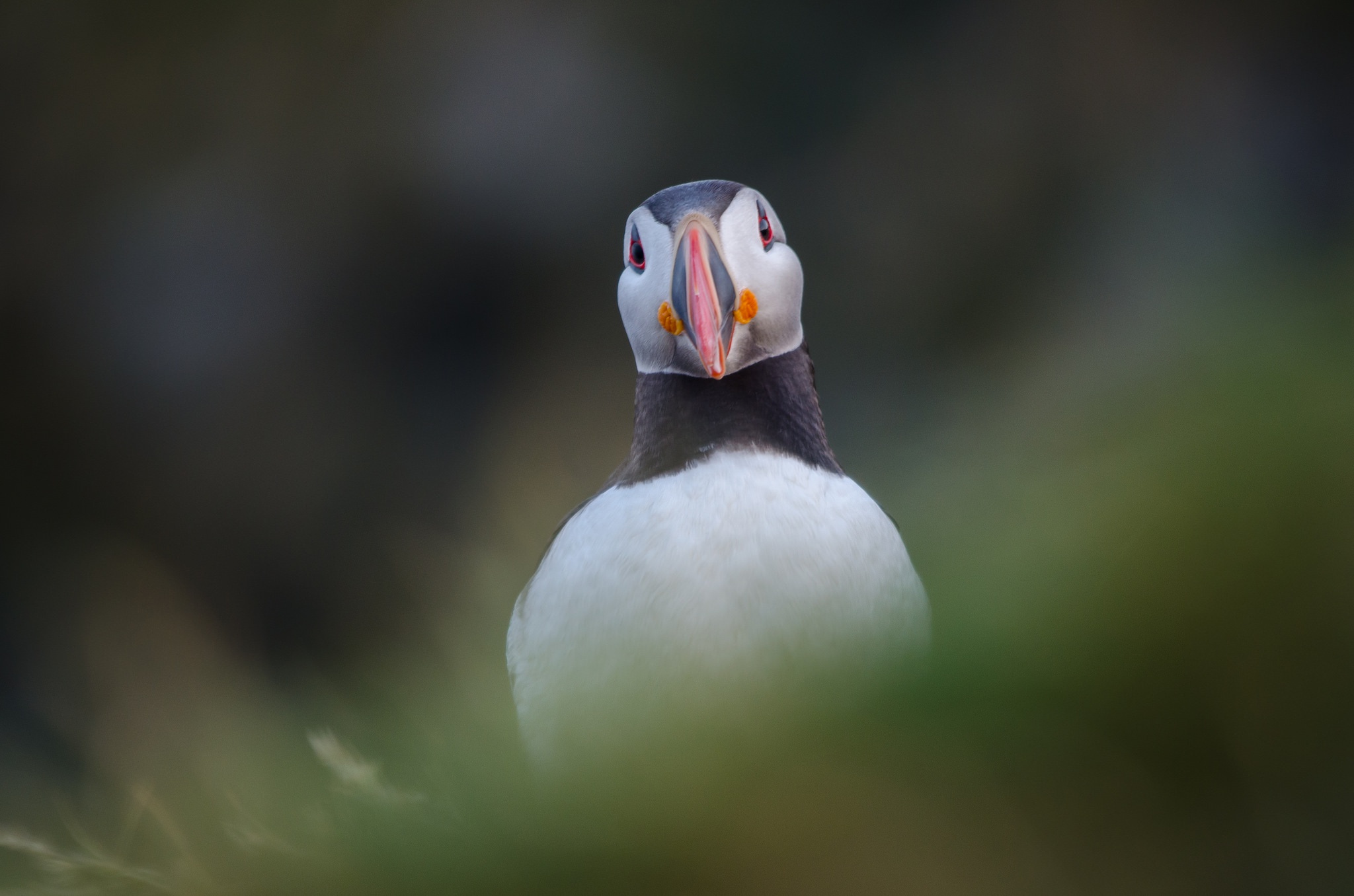 Download mobile wallpaper Birds, Bird, Animal, Puffin, Stare for free.