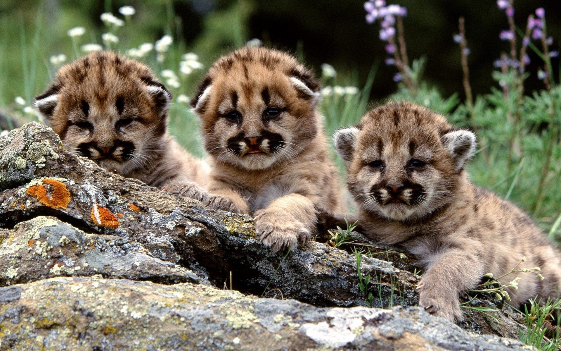 Download mobile wallpaper Cats, Animal, Cute, Cougar, Baby Animal, Cub for free.