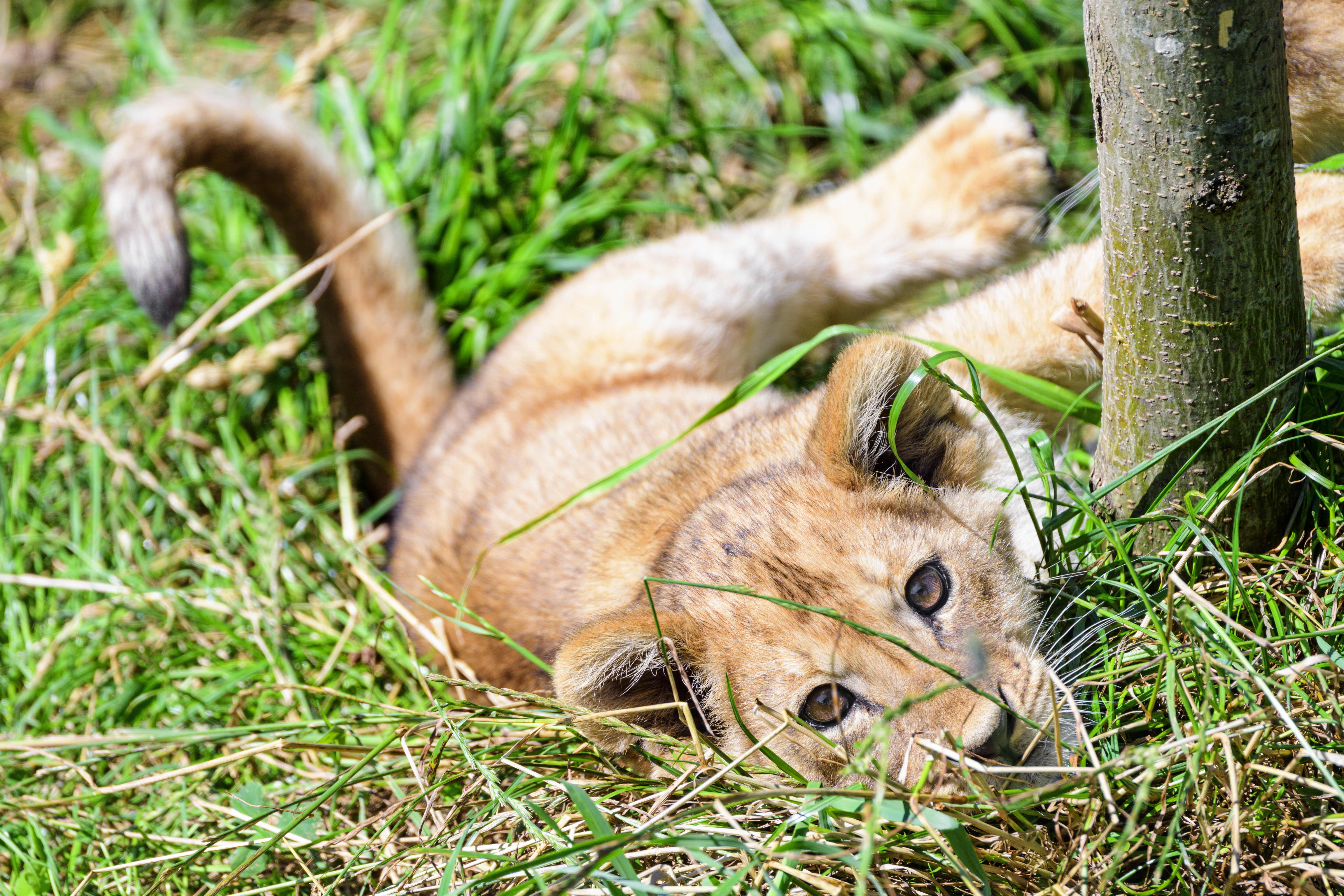 grass, animals, young, lion, nice, sweetheart, joey, lion cub Image for desktop