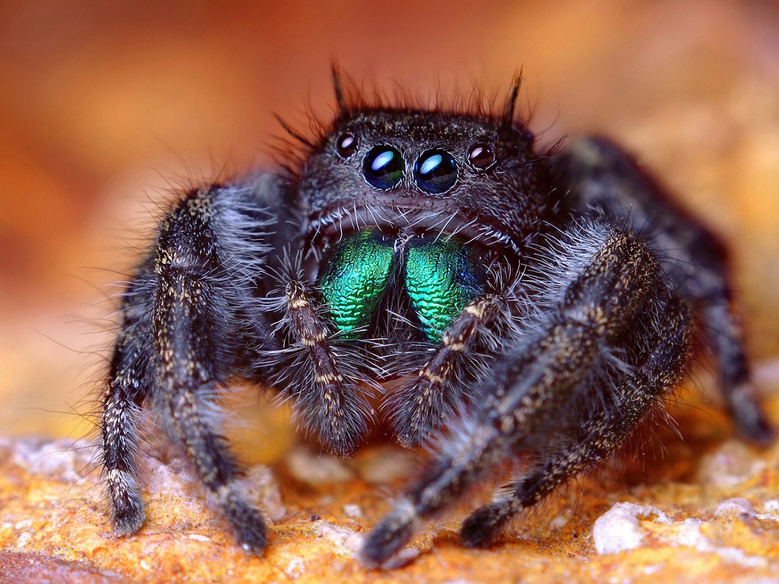 Download mobile wallpaper Animal, Jumping Spider for free.