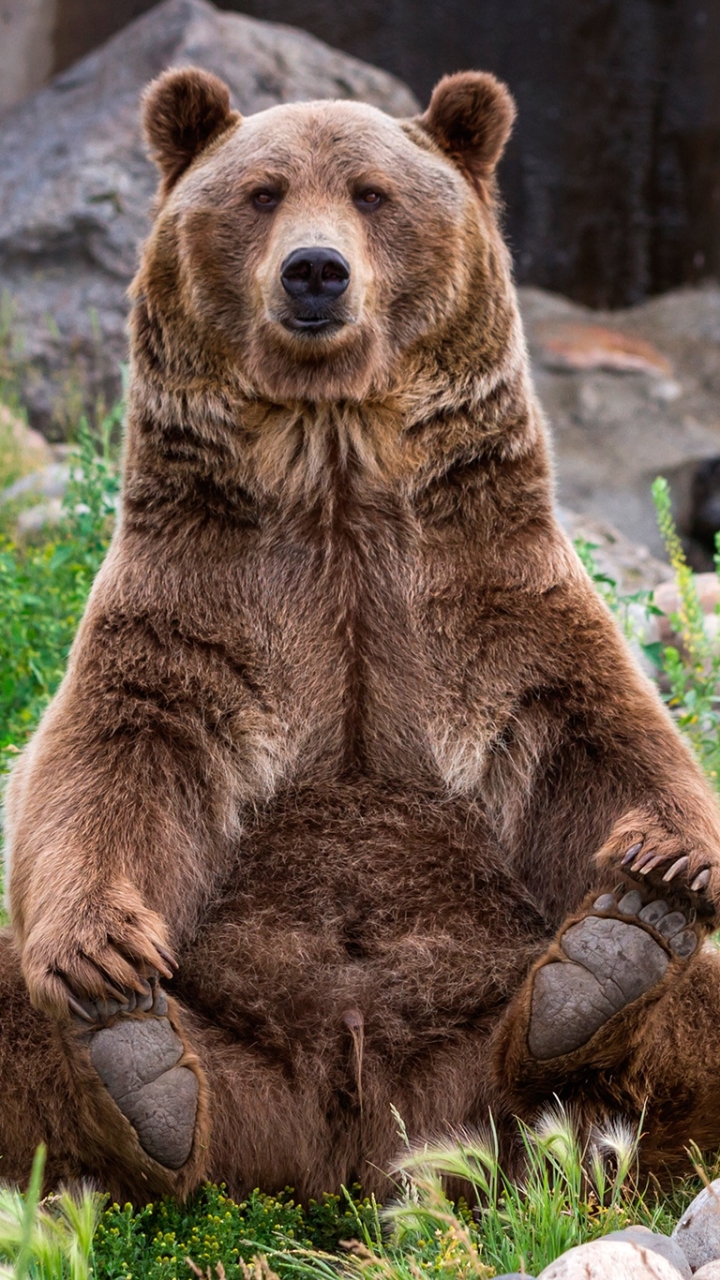 無料モバイル壁紙動物, クマをダウンロードします。