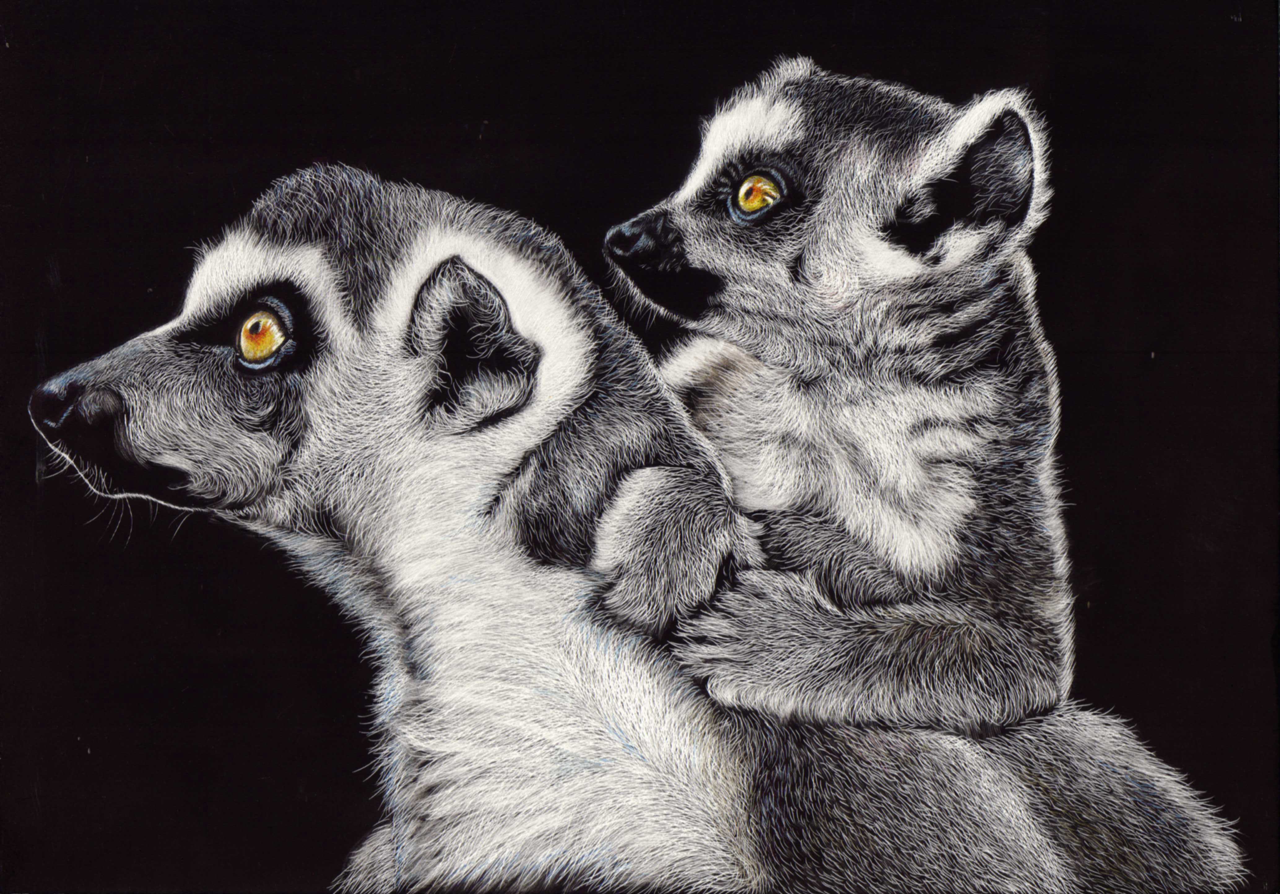 Handy-Wallpaper Tiere, Lemur, Primas, Affen kostenlos herunterladen.