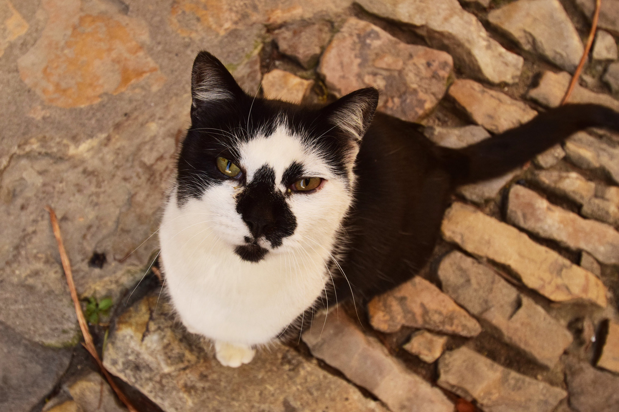 Laden Sie das Tiere, Katzen, Katze, Stein, Starren-Bild kostenlos auf Ihren PC-Desktop herunter