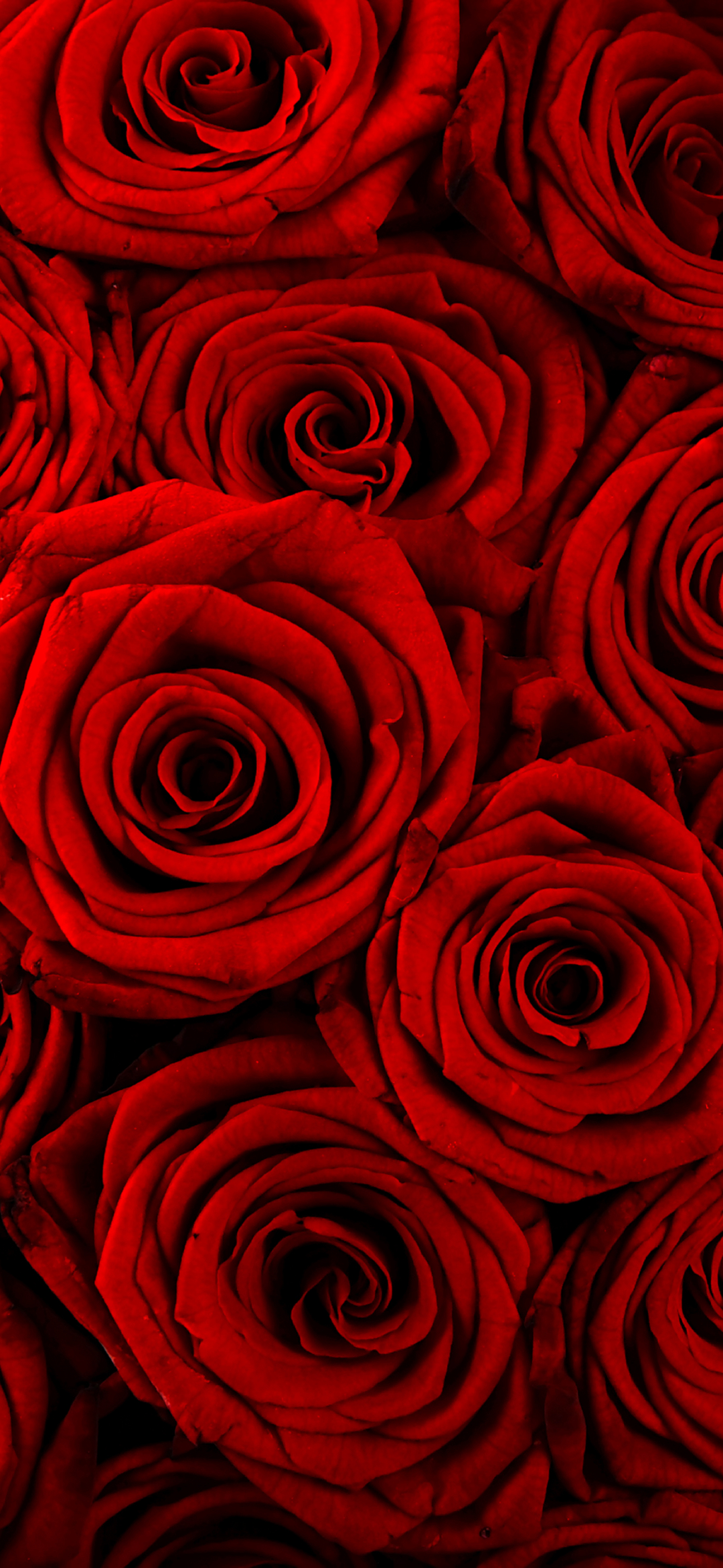 Download mobile wallpaper Flowers, Rose, Close Up, Earth, Red Flower for free.