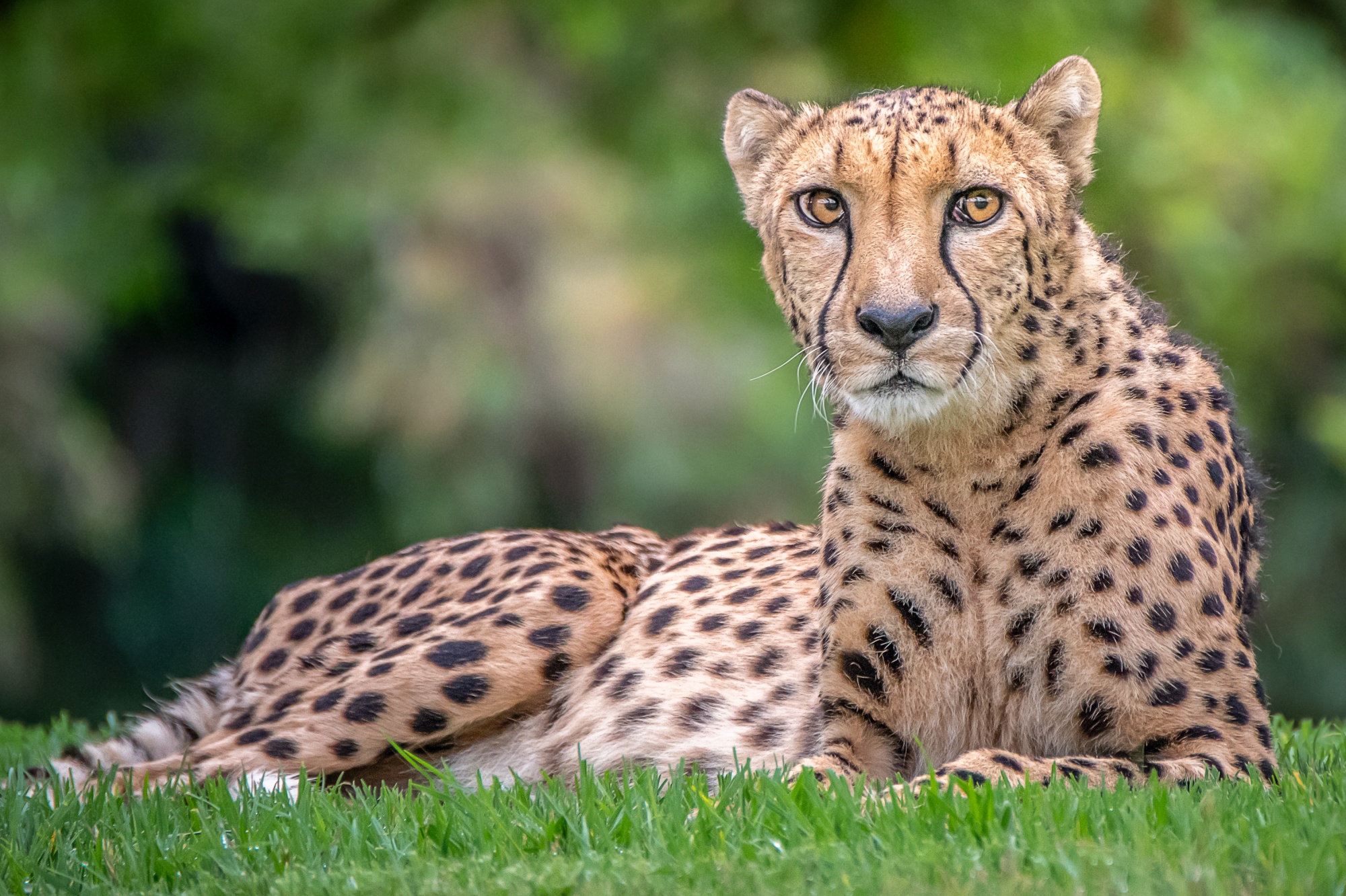 Téléchargez des papiers peints mobile Animaux, Chats, Guépard gratuitement.