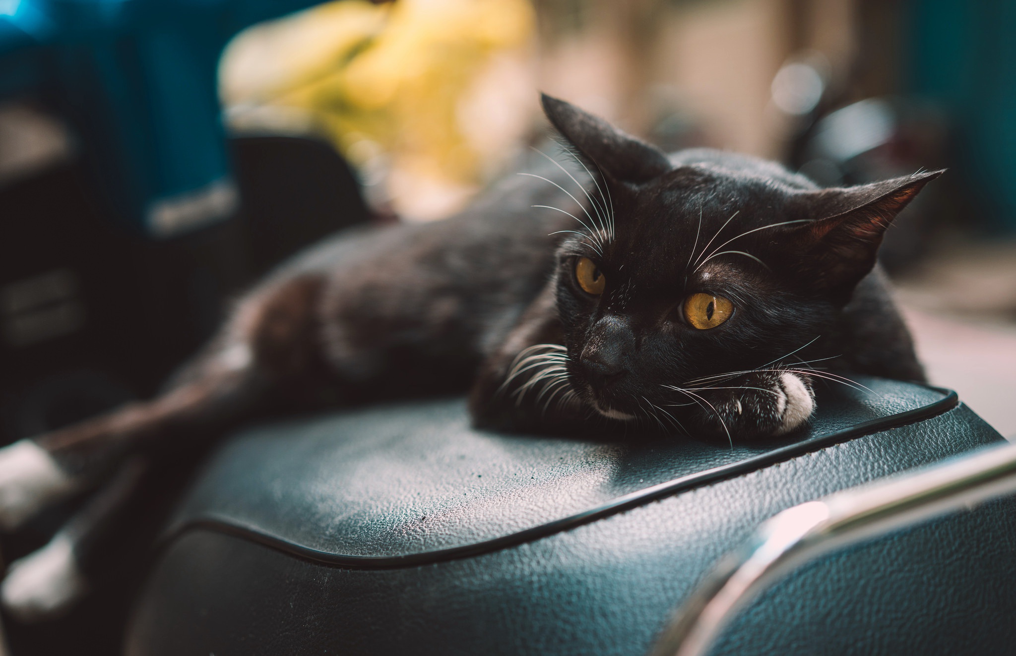 Baixe gratuitamente a imagem Animais, Gatos, Gato na área de trabalho do seu PC