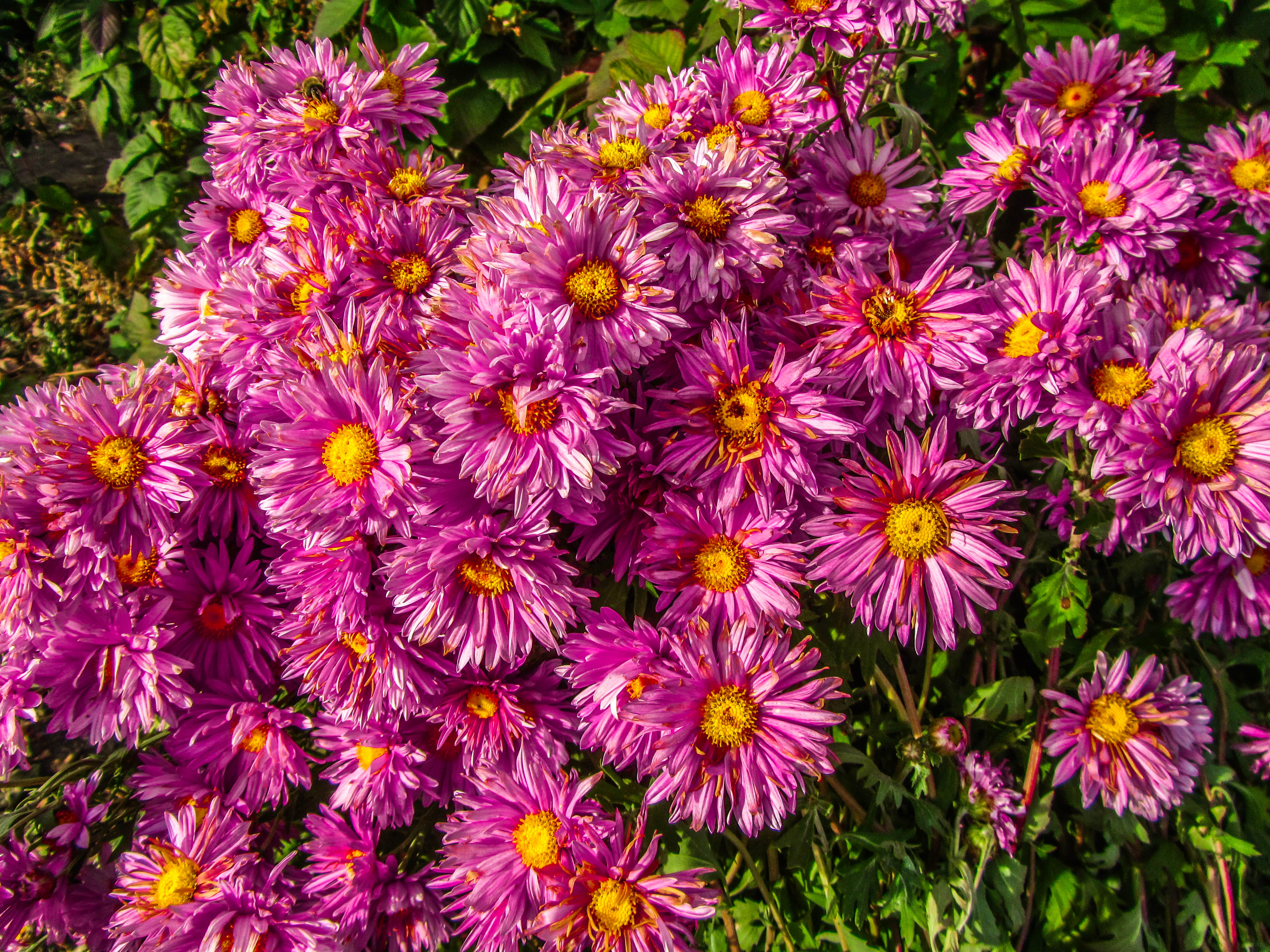 Téléchargez gratuitement l'image Fleurs, Fleur, Terre/nature sur le bureau de votre PC