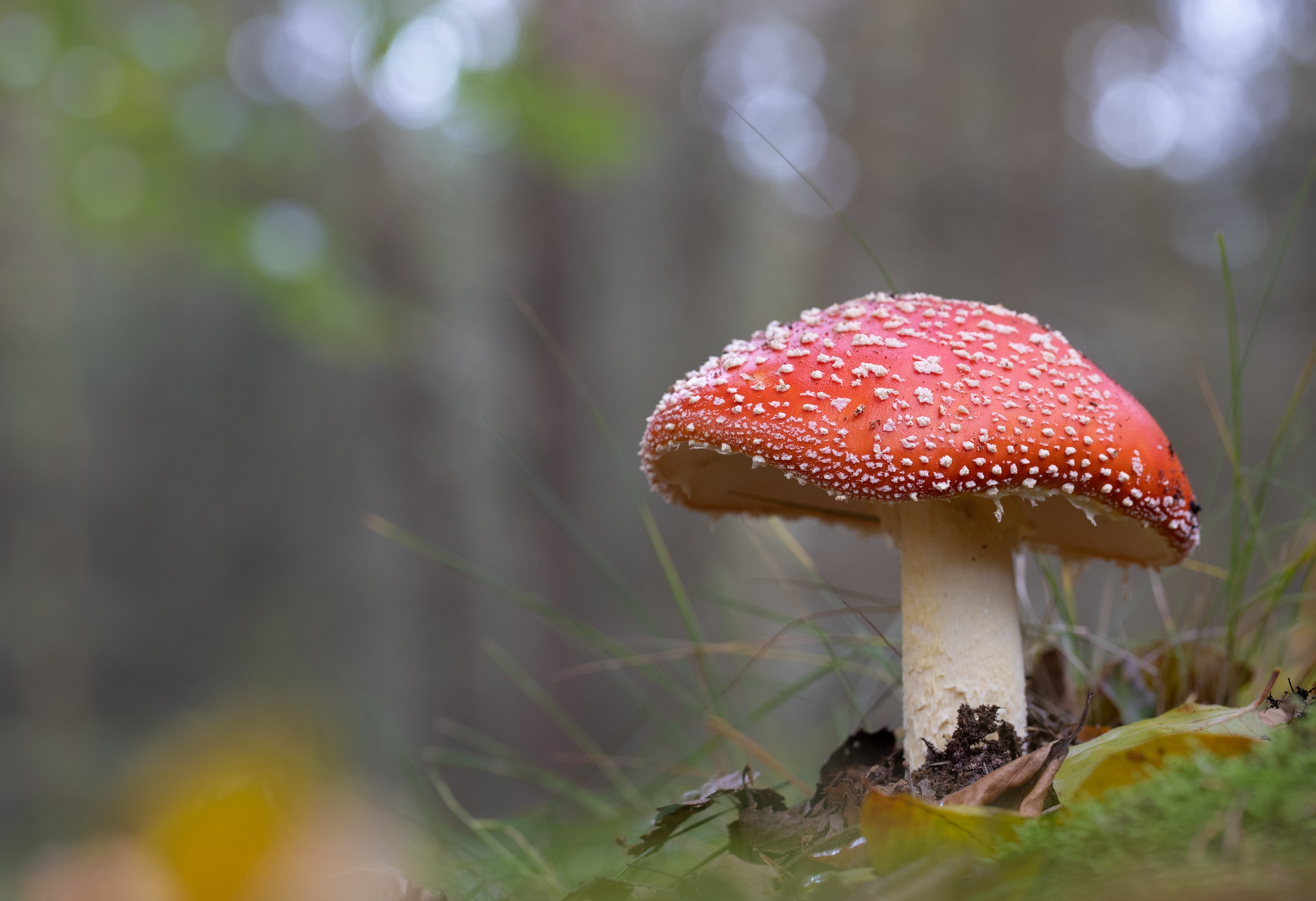 Handy-Wallpaper Natur, Herbst, Nahansicht, Pilz, Erde/natur kostenlos herunterladen.