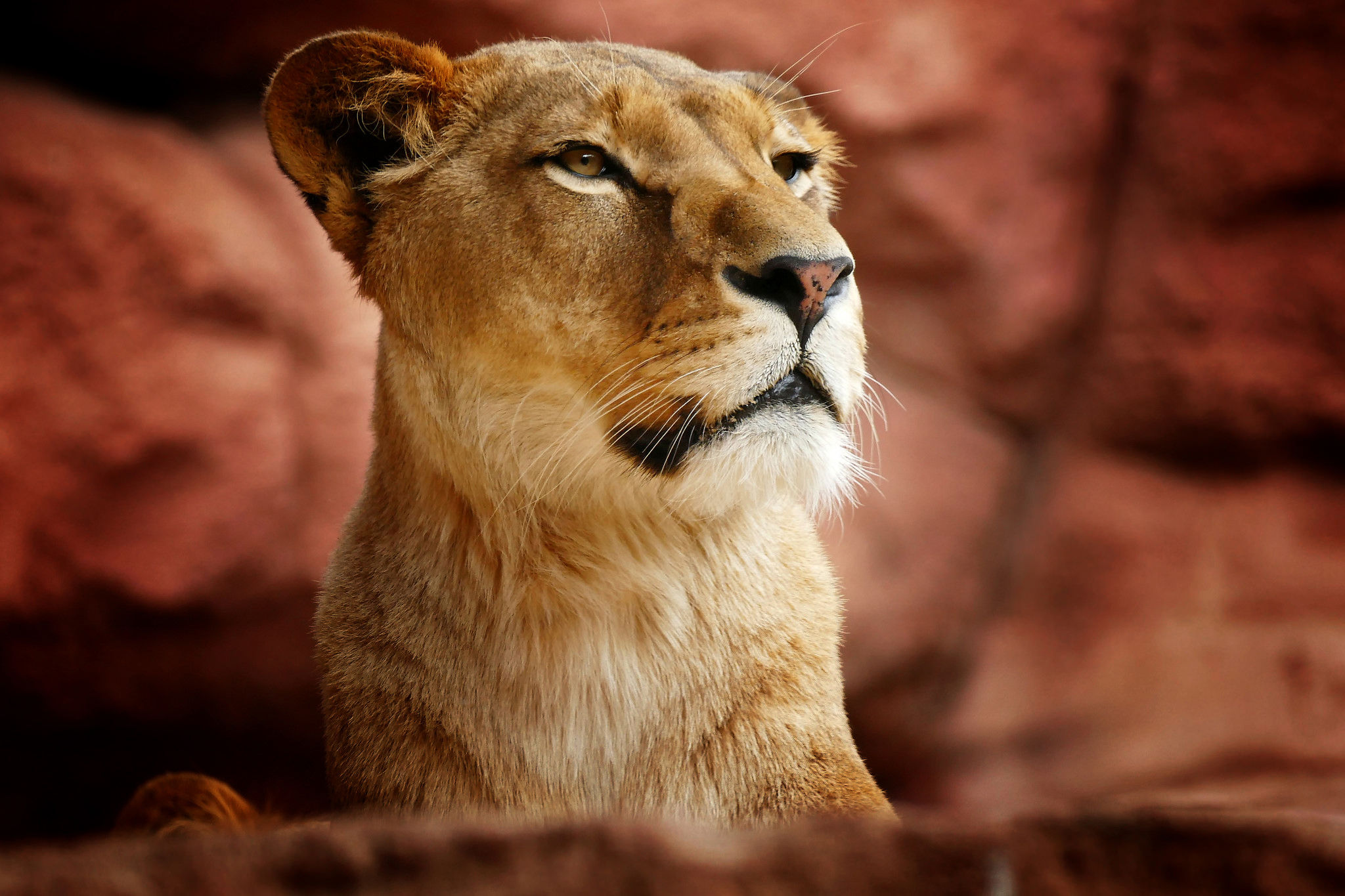 389956 descargar imagen animales, león, leona, bozal, gatos: fondos de pantalla y protectores de pantalla gratis