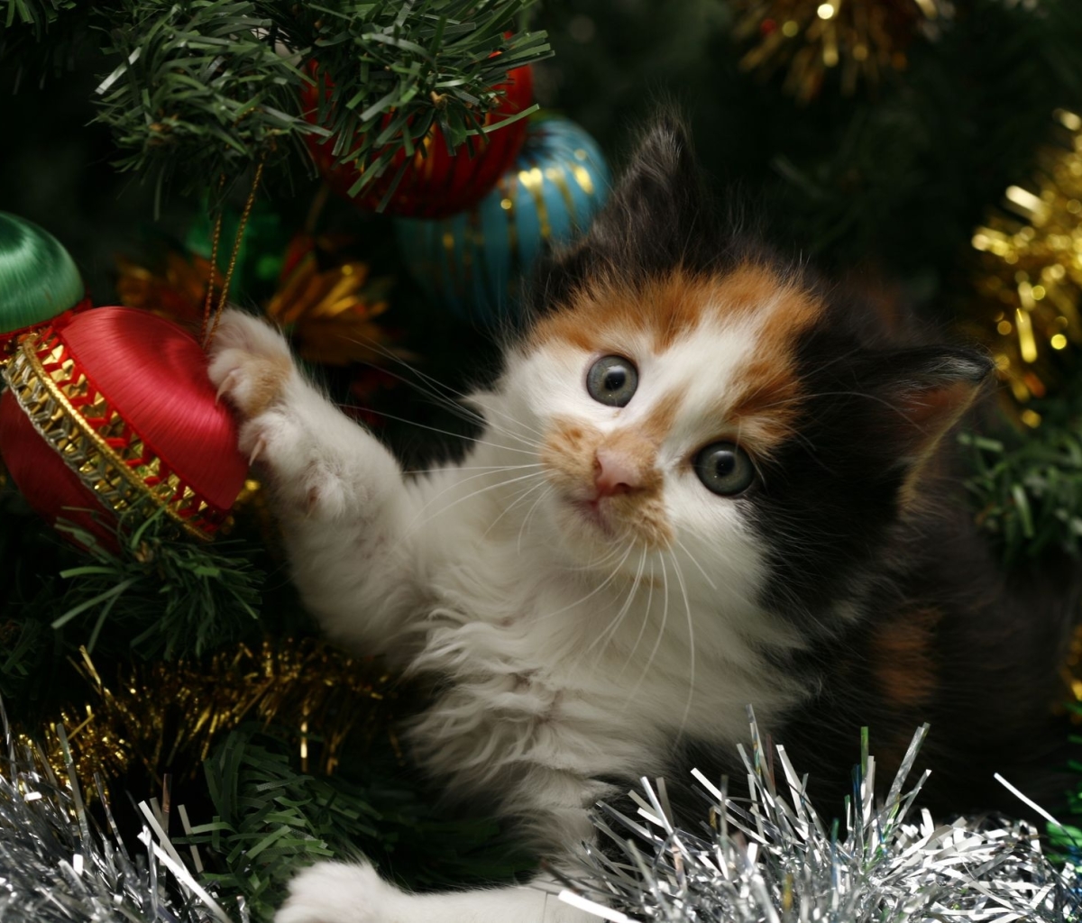 Download mobile wallpaper Cat, Kitten, Christmas, Holiday, Cute, Christmas Ornaments for free.