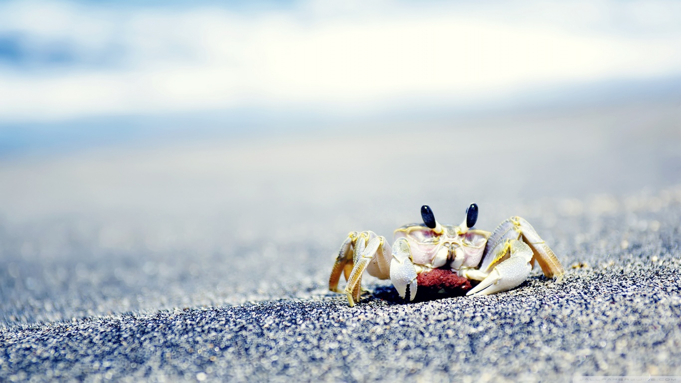 Téléchargez des papiers peints mobile Animaux, Crabe gratuitement.