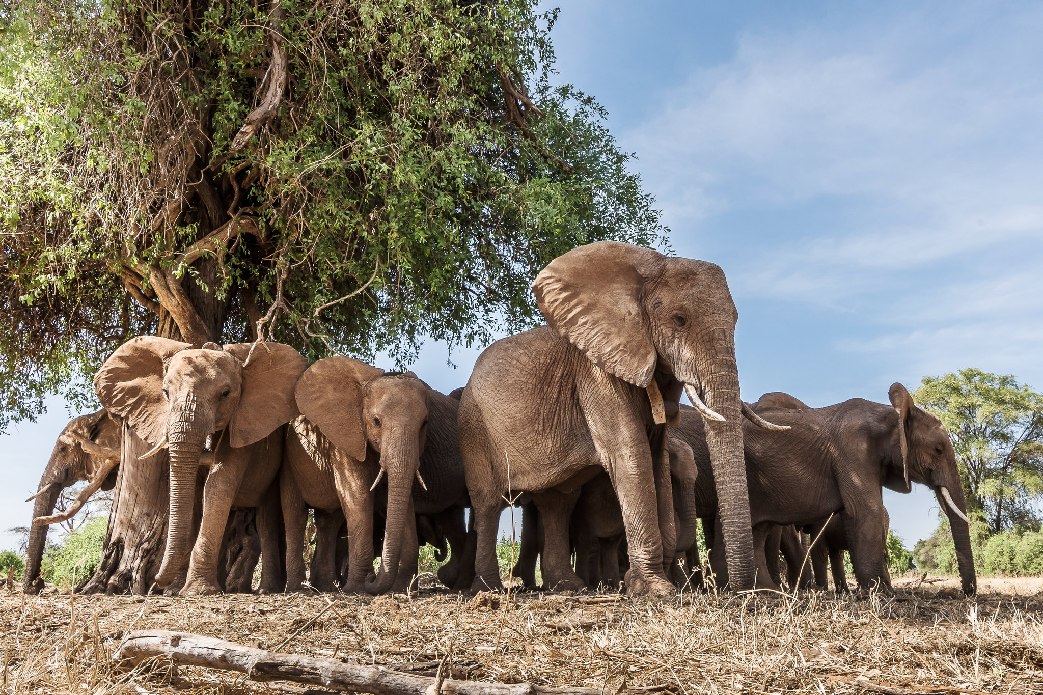 Baixar papel de parede para celular de Animais, Elefantes, Elefante Africano, Elefante Da Savana gratuito.