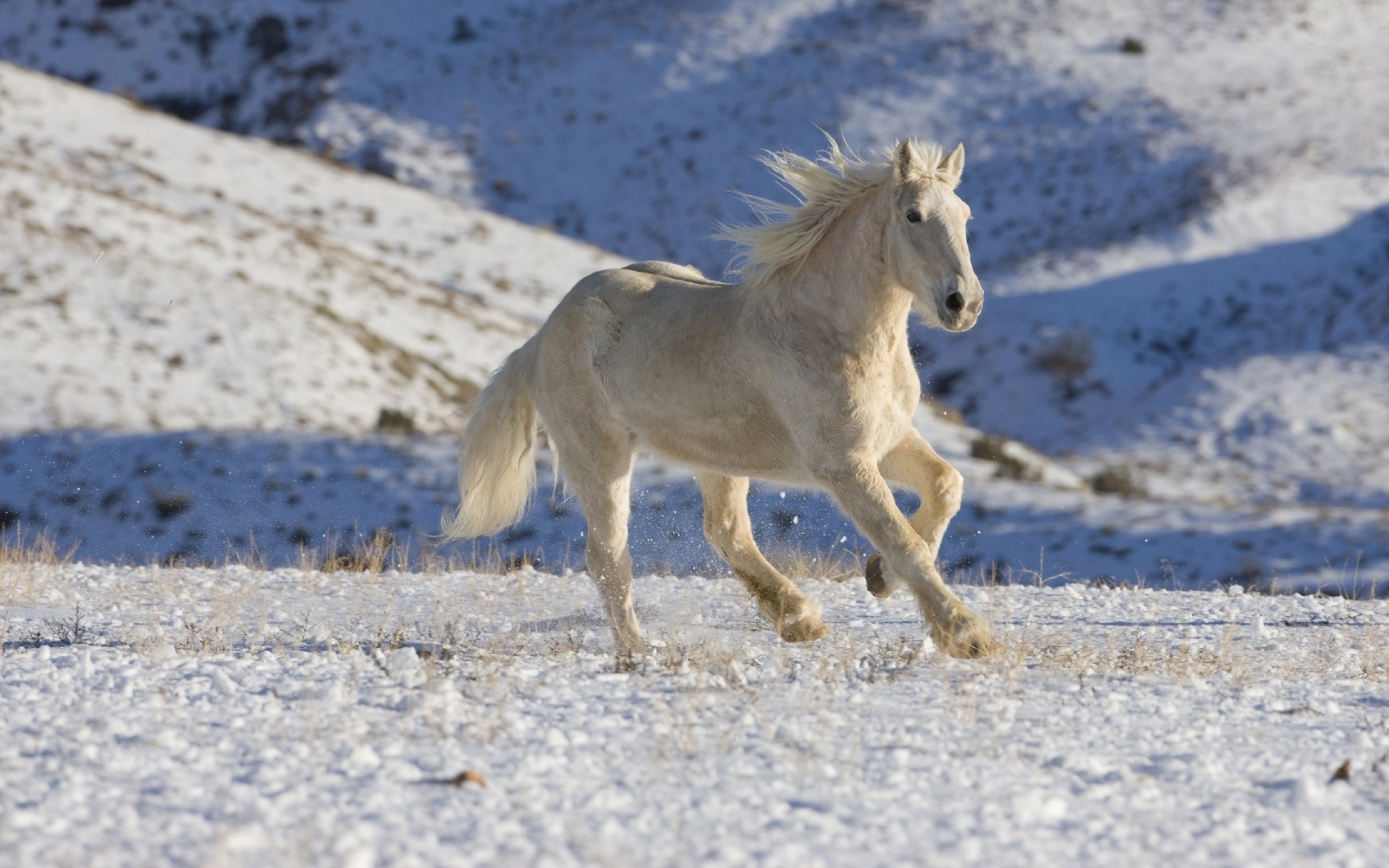 PCデスクトップに動物, 馬, 雪画像を無料でダウンロード