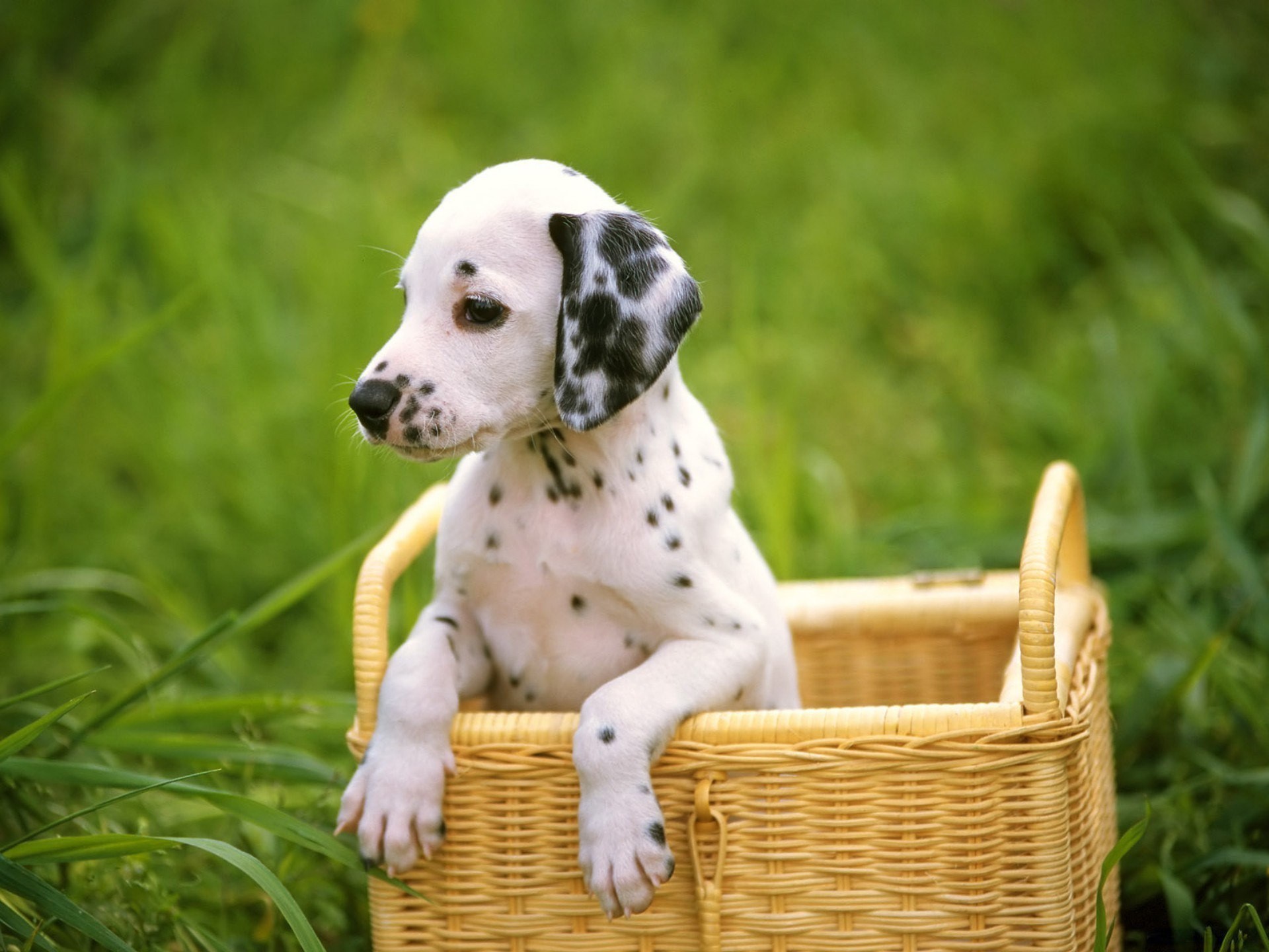 Free download wallpaper Puppy, Dogs, Animal on your PC desktop