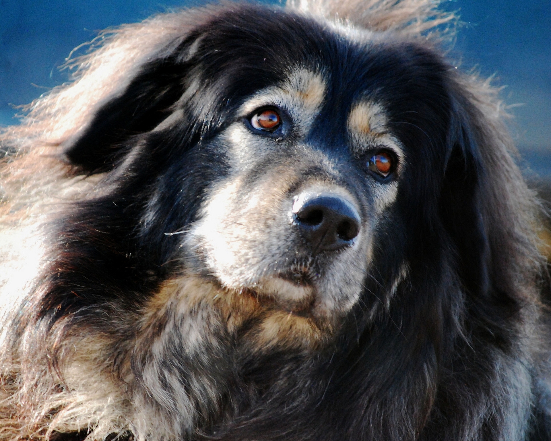 Handy-Wallpaper Tiere, Hunde, Hund, Schnauze, Tibetischer Mastiff kostenlos herunterladen.