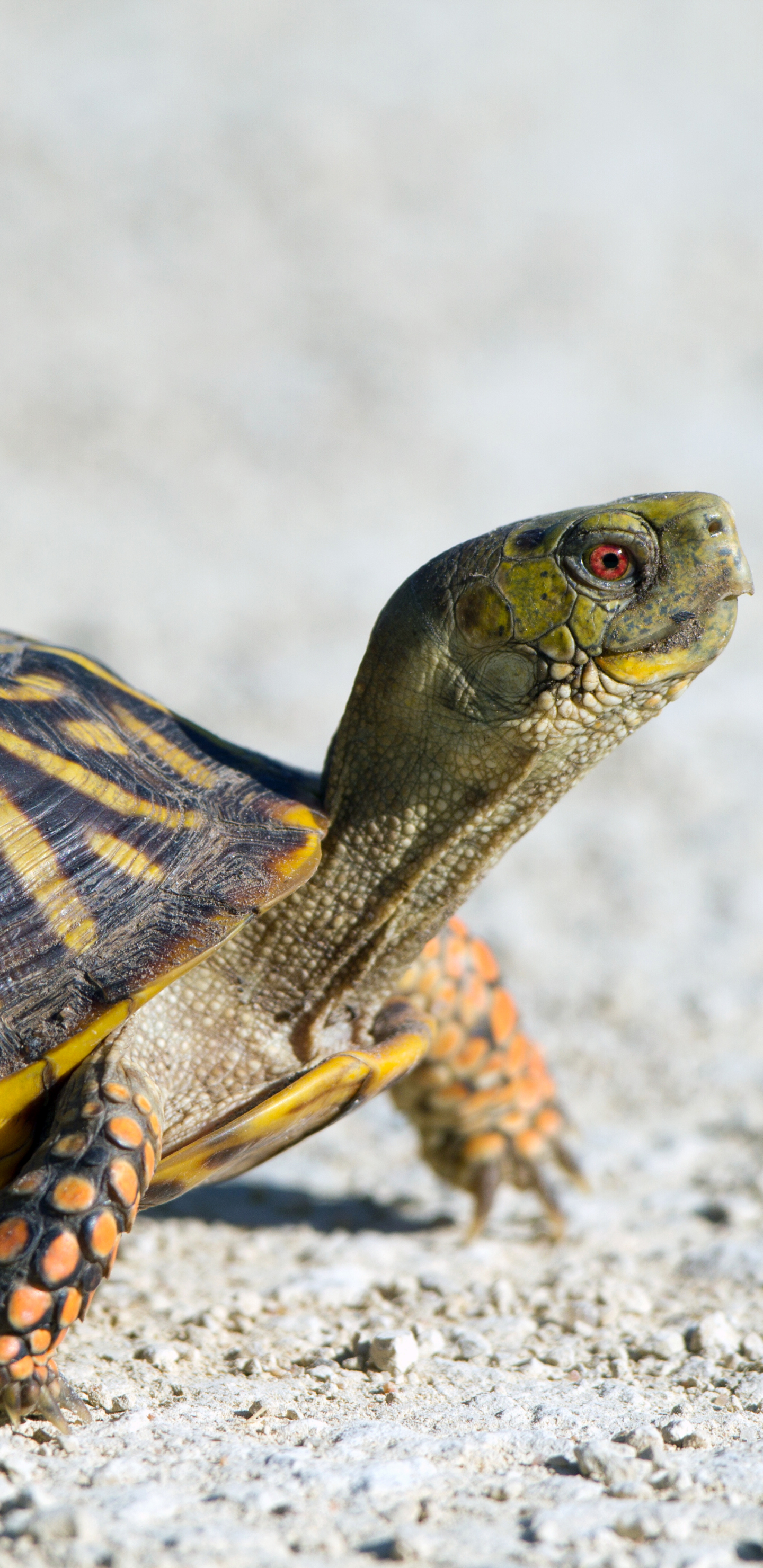 Download mobile wallpaper Turtles, Animal, Reptile, Turtle, Tortoise for free.