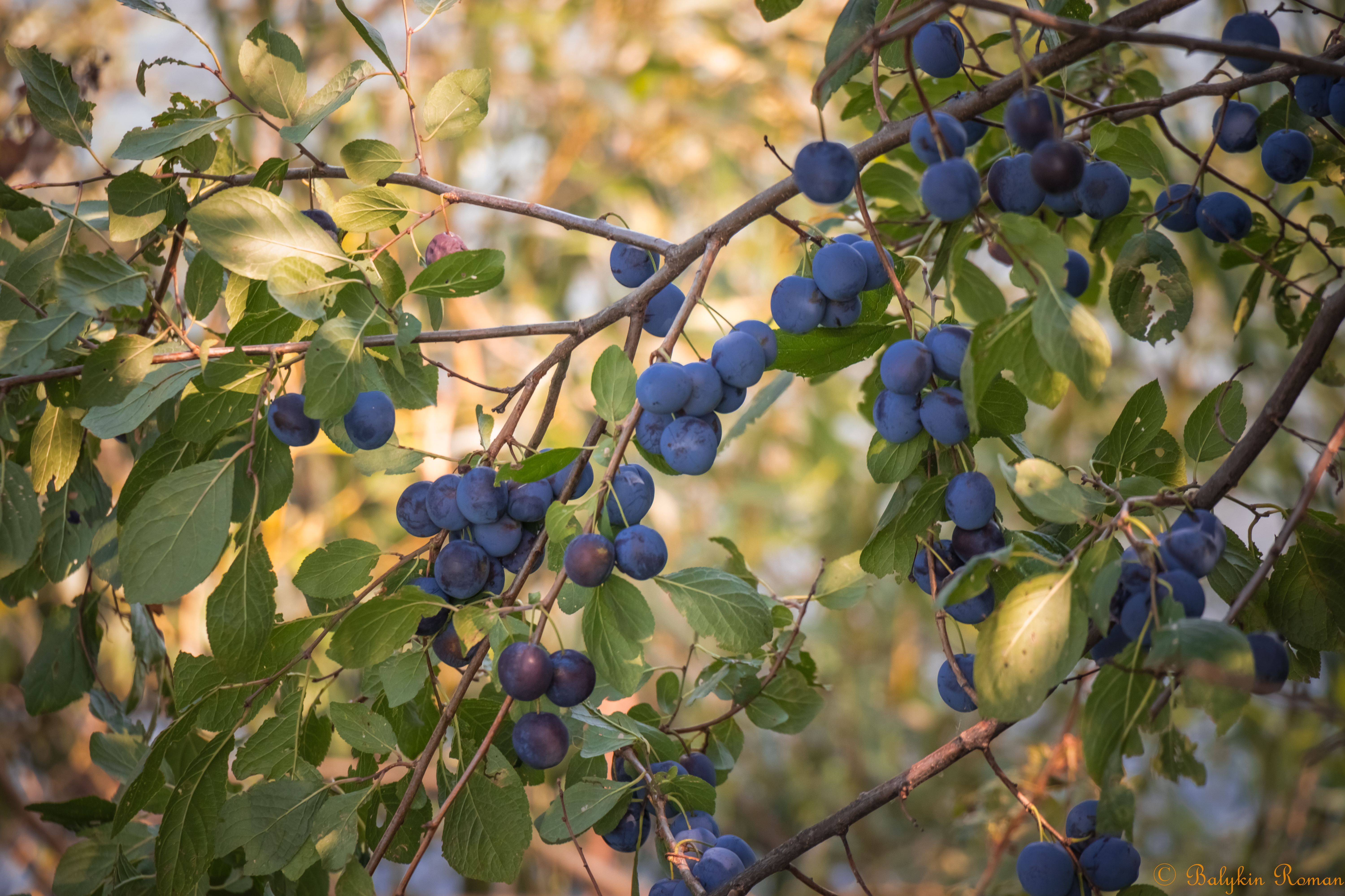 Handy-Wallpaper Frucht, Nahrungsmittel kostenlos herunterladen.