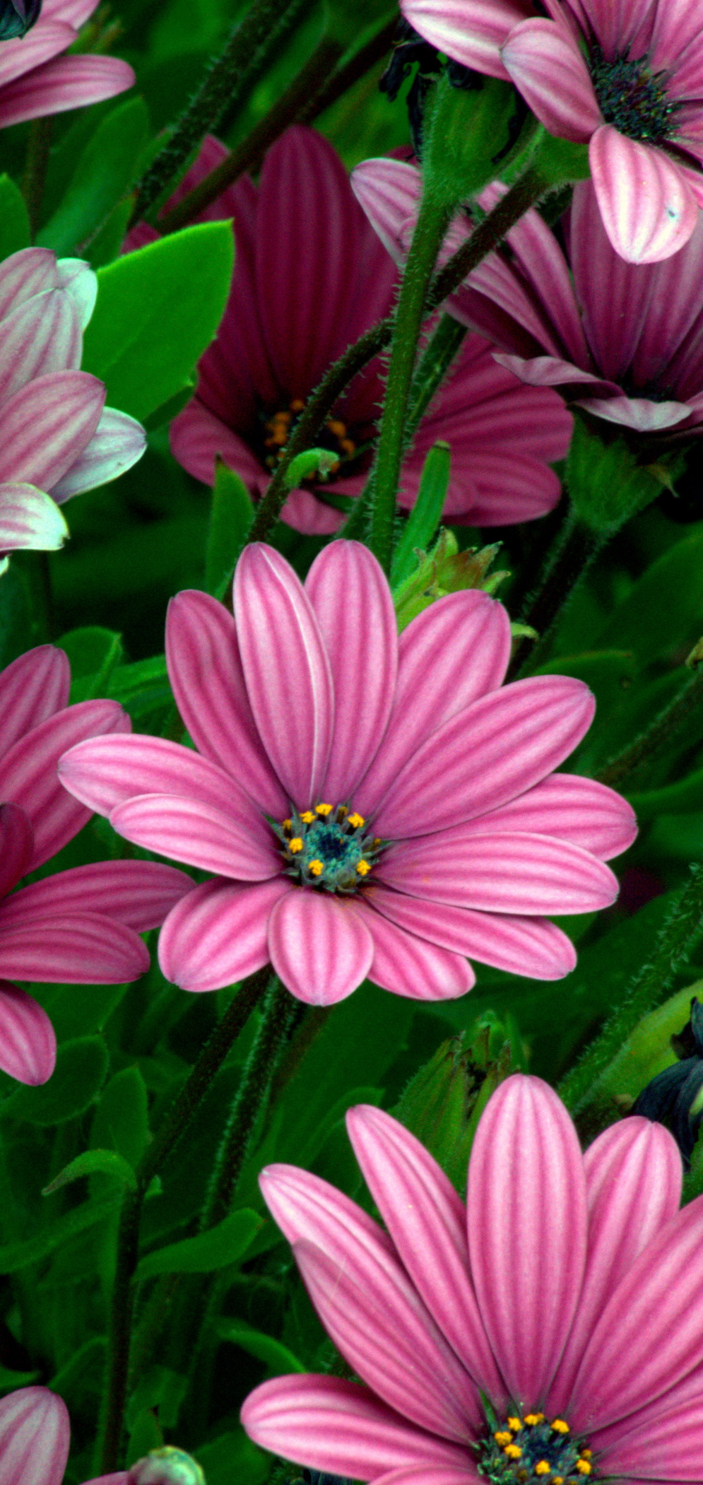 Téléchargez gratuitement l'image Fleurs, Fleur, Marguerite, Fleur Mauve, Terre/nature sur le bureau de votre PC