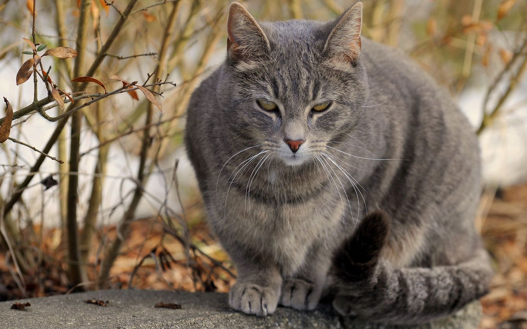 Descarga gratuita de fondo de pantalla para móvil de Gato, Gatos, Animales.