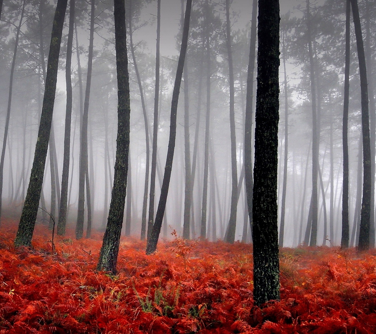 Free download wallpaper Nature, Forest, Tree, Fog, Earth on your PC desktop