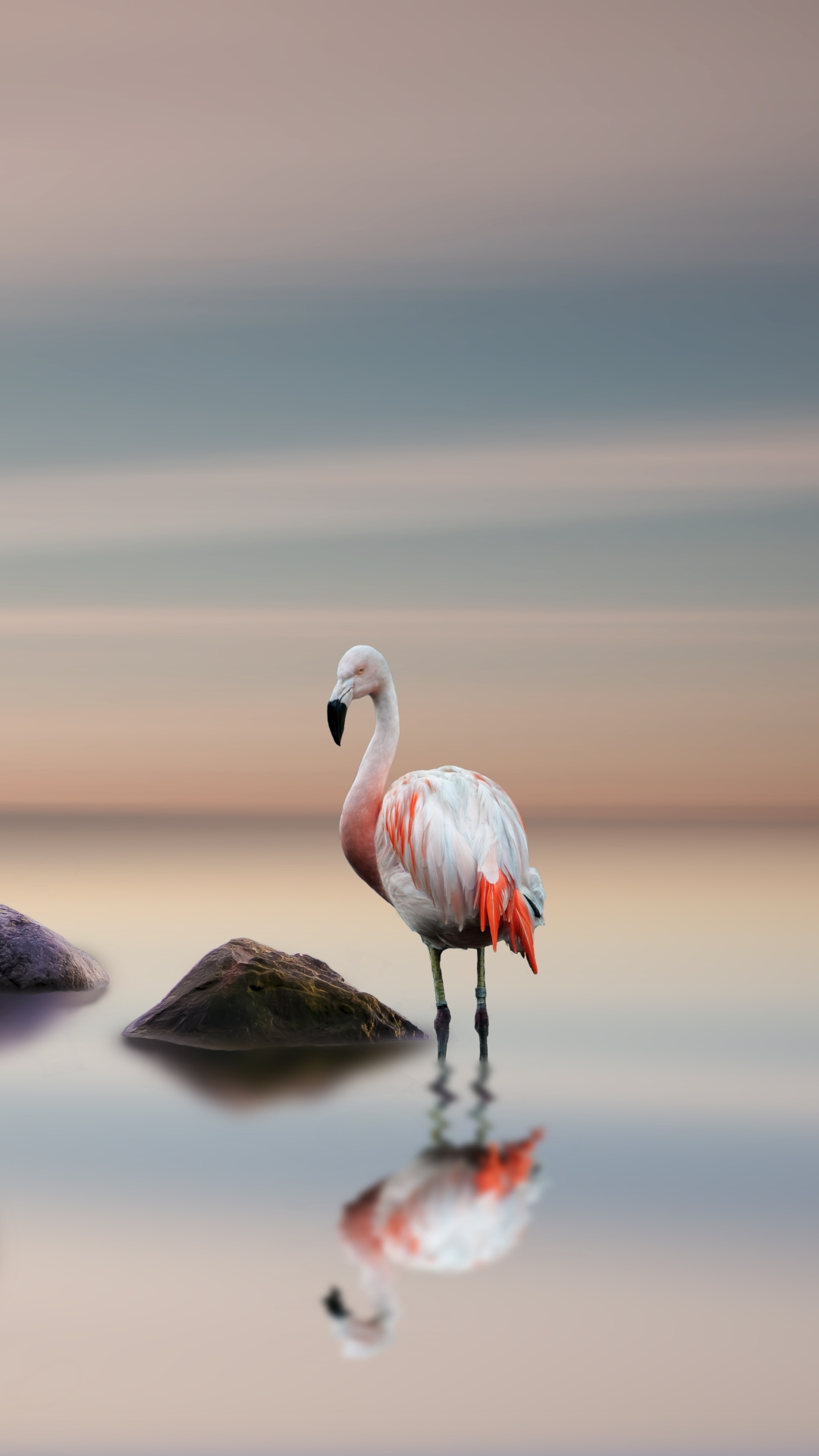 Download mobile wallpaper Birds, Flamingo, Horizon, Reflection, Bird, Animal for free.