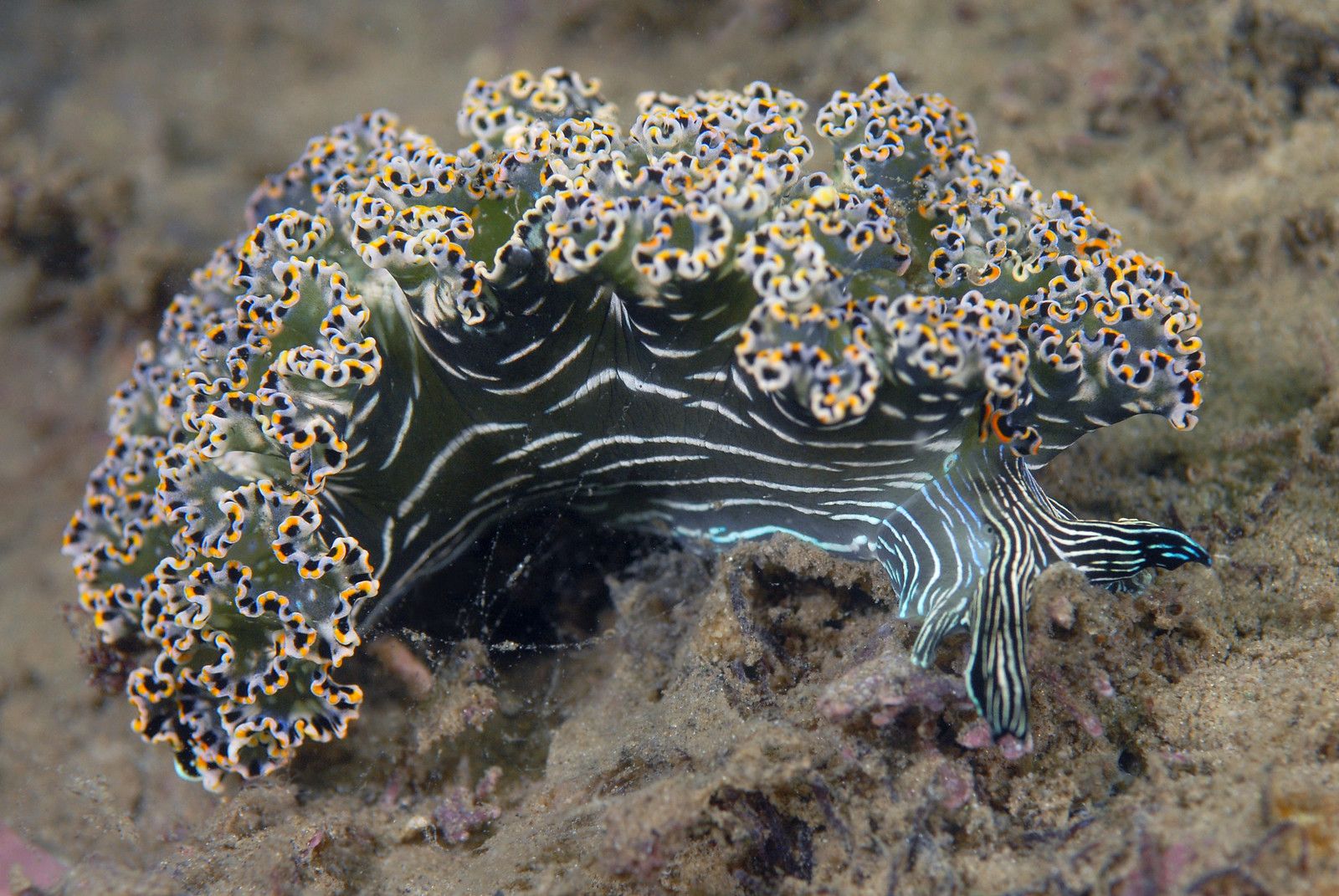 animal, sea slug, nudibranch