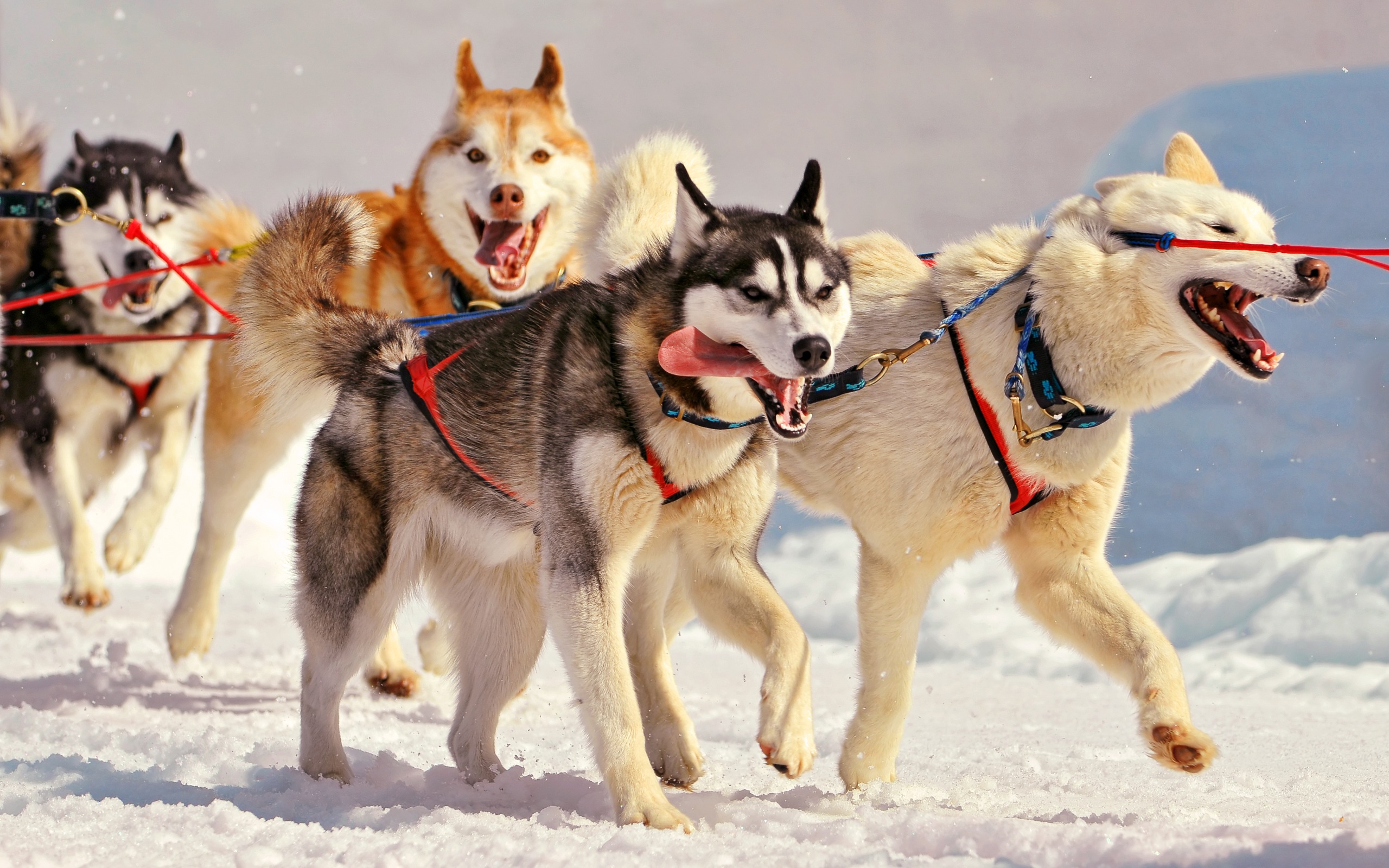 animal, siberian husky, dog, dogs